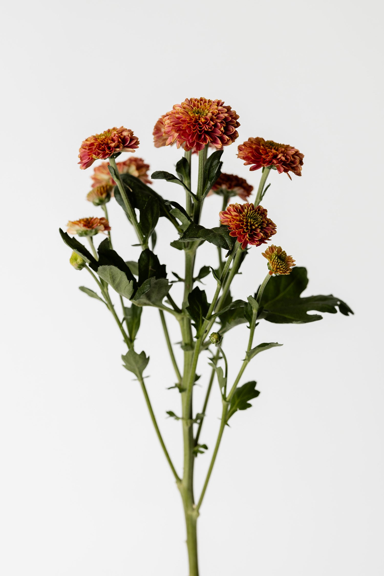 Chrysanthemen Orange