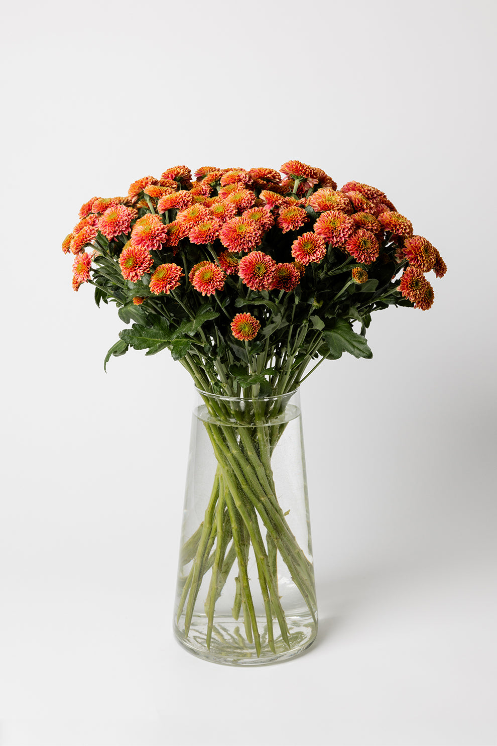 Chrysanthemen Orange