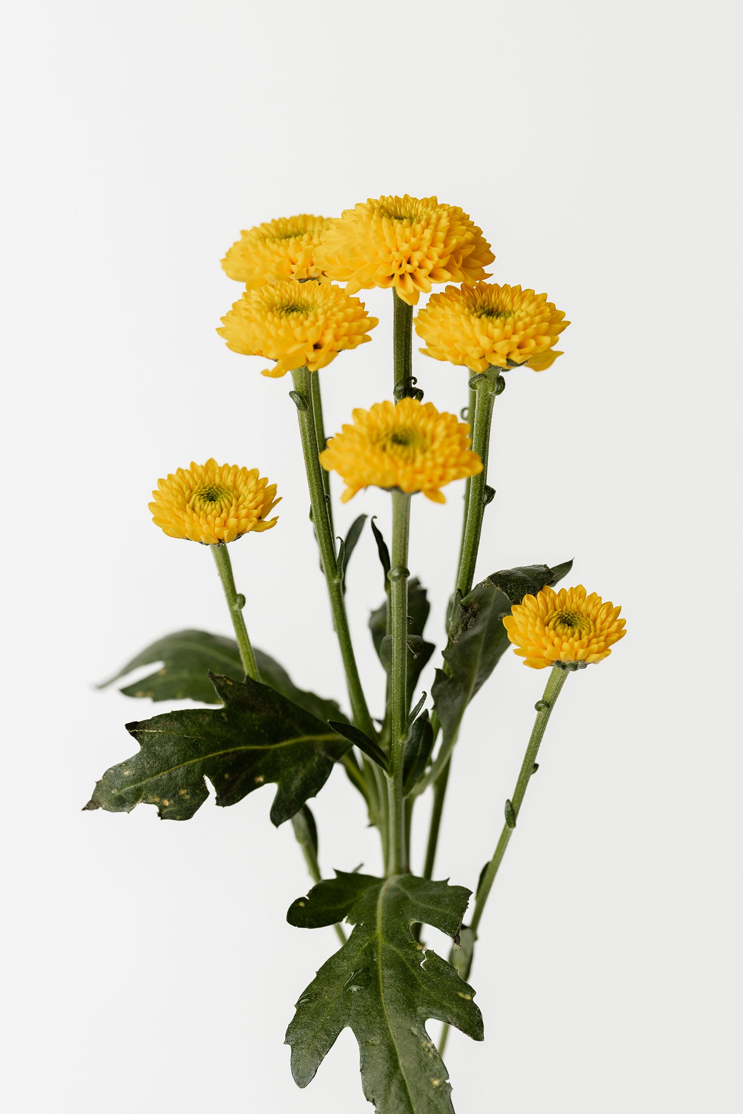 Chrysanthemen Gelb