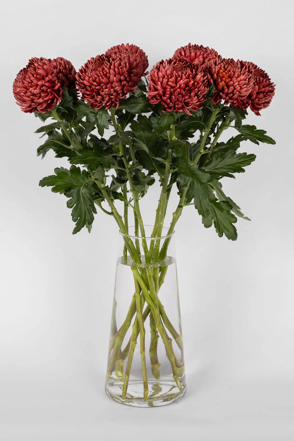 Deko Chrysanthemen Bordeaux