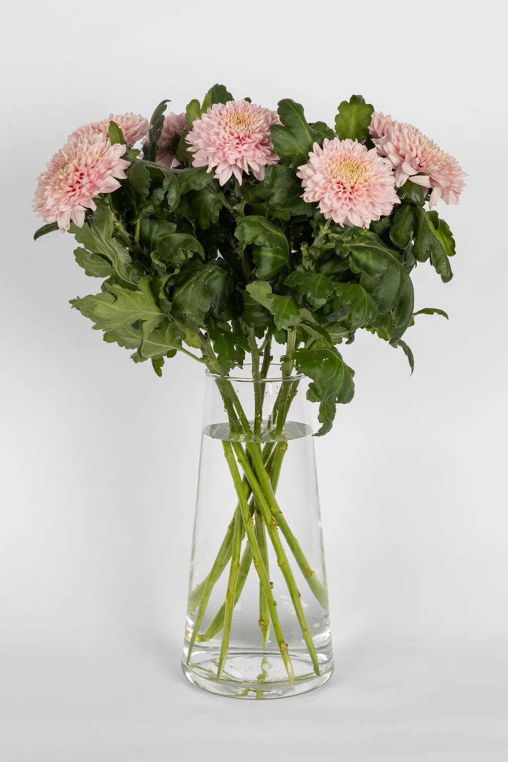 Deko Chrysanthemen Rosa