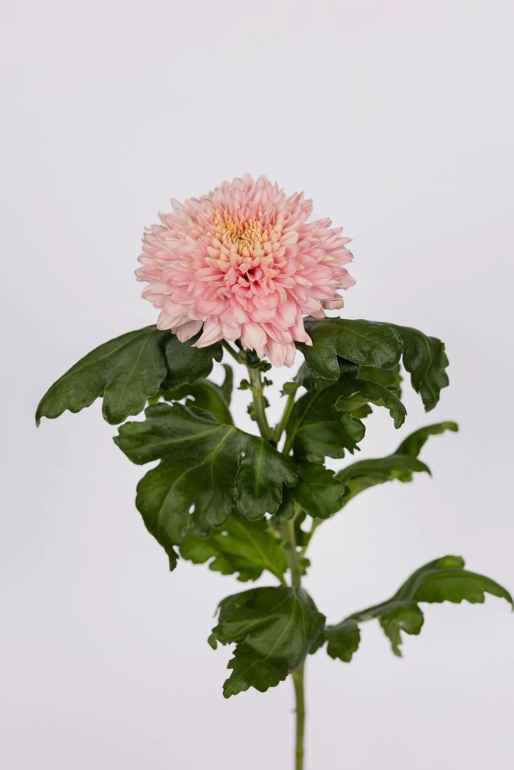 Deko Chrysanthemen Rosa
