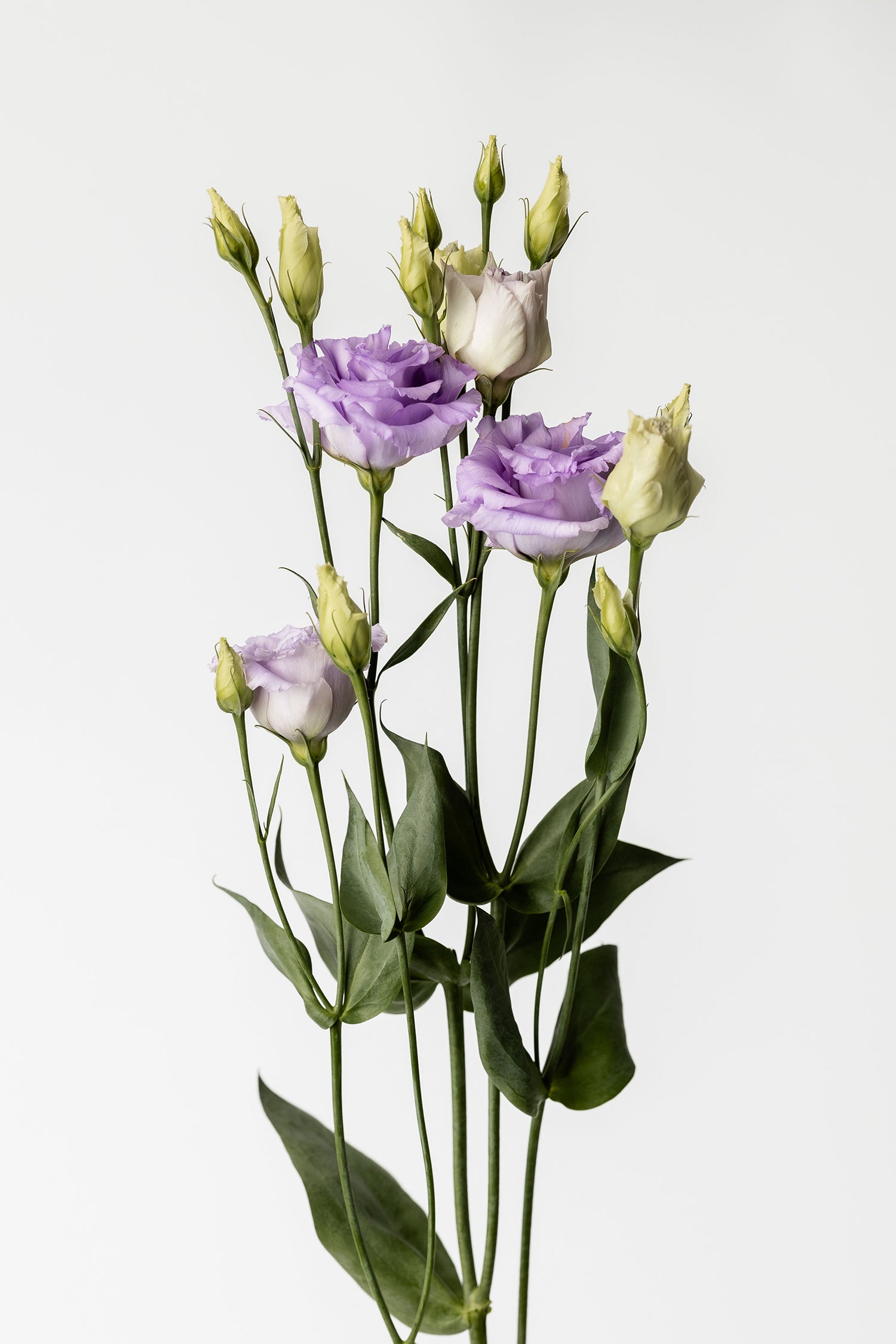 Eustoma Violette