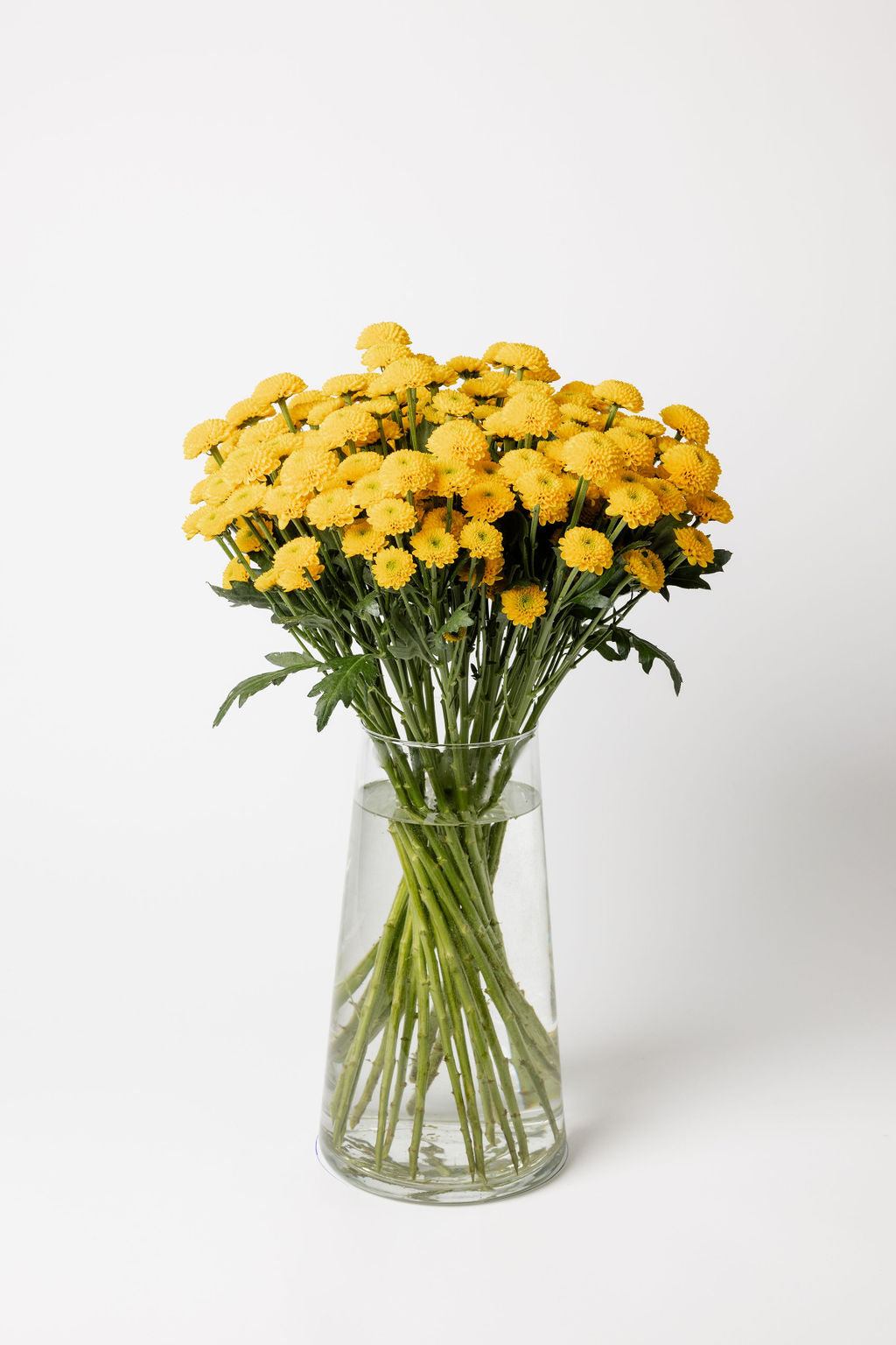 Chrysanthemen Gelb