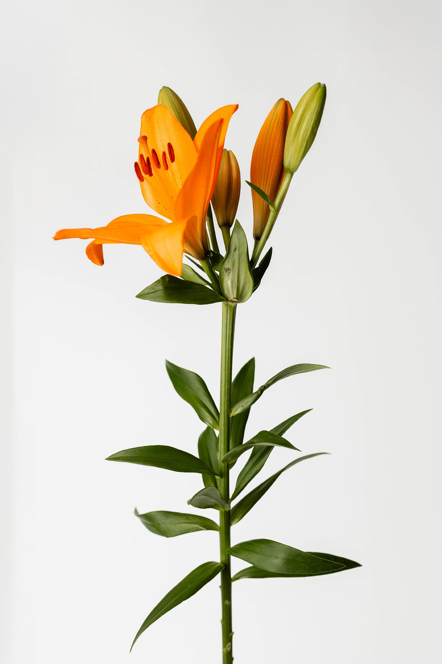 Lilien Orange