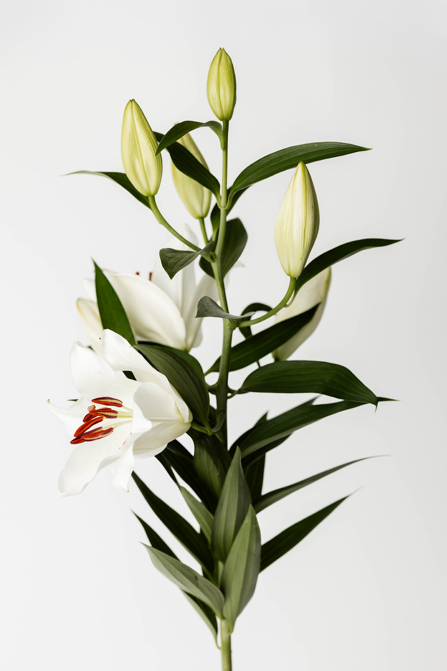 Lilien Orientalisch Weiss