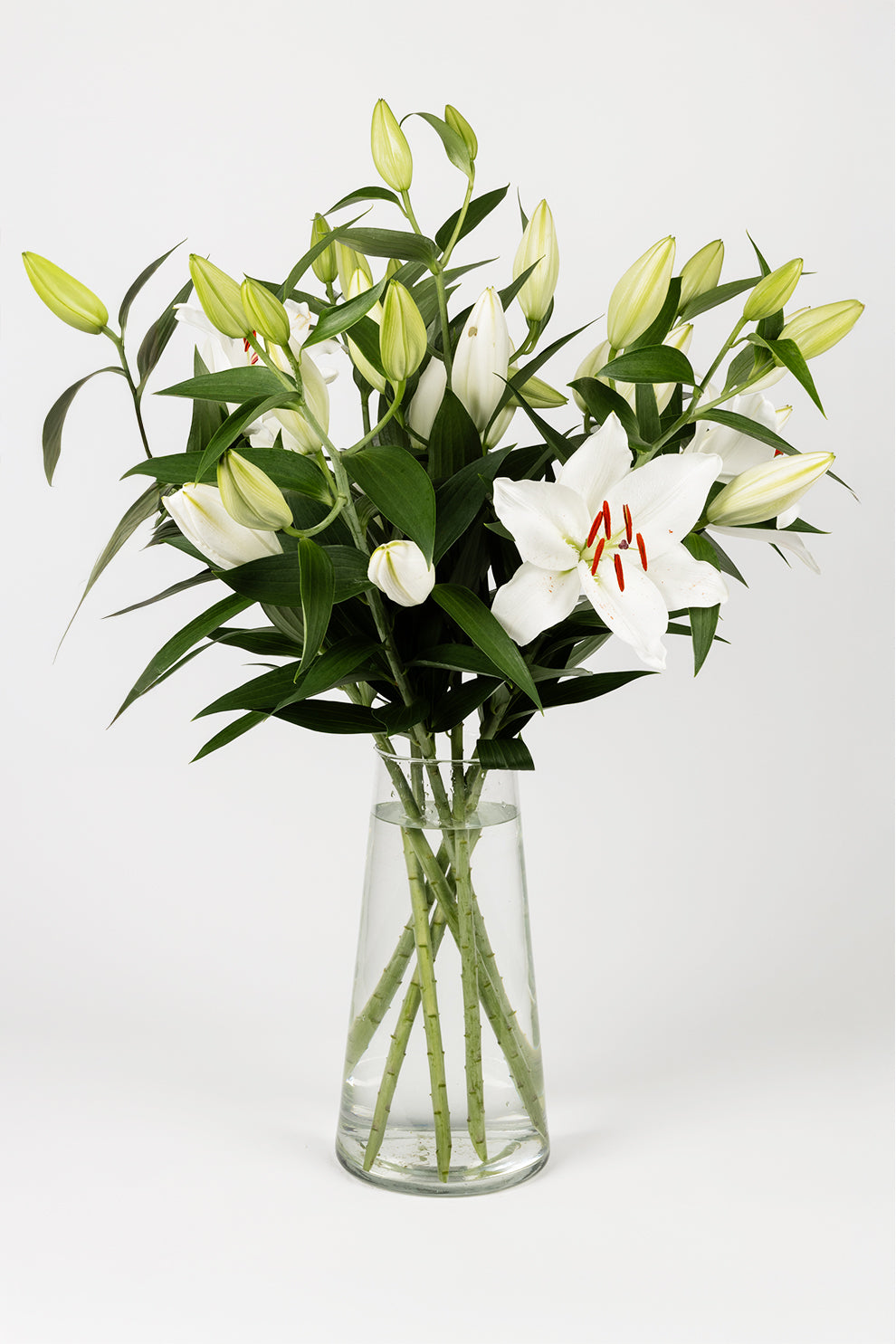 Lilien Orientalisch Weiss