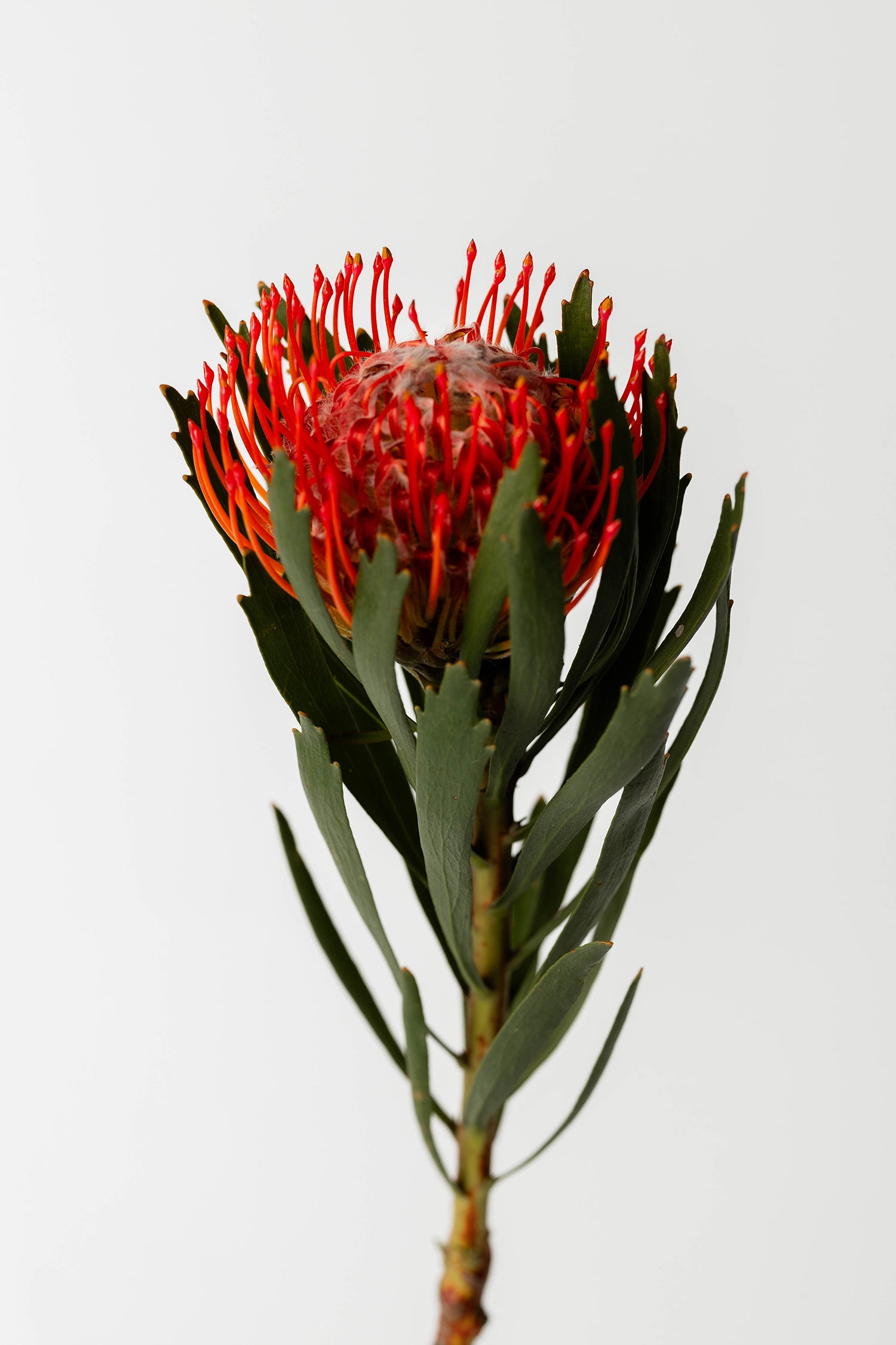 Nutans Rot