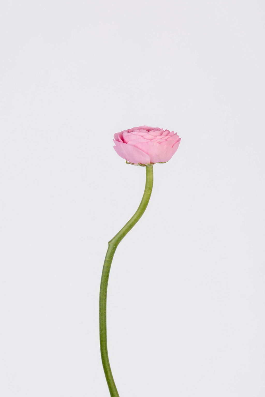 Ranunkeln Rosa