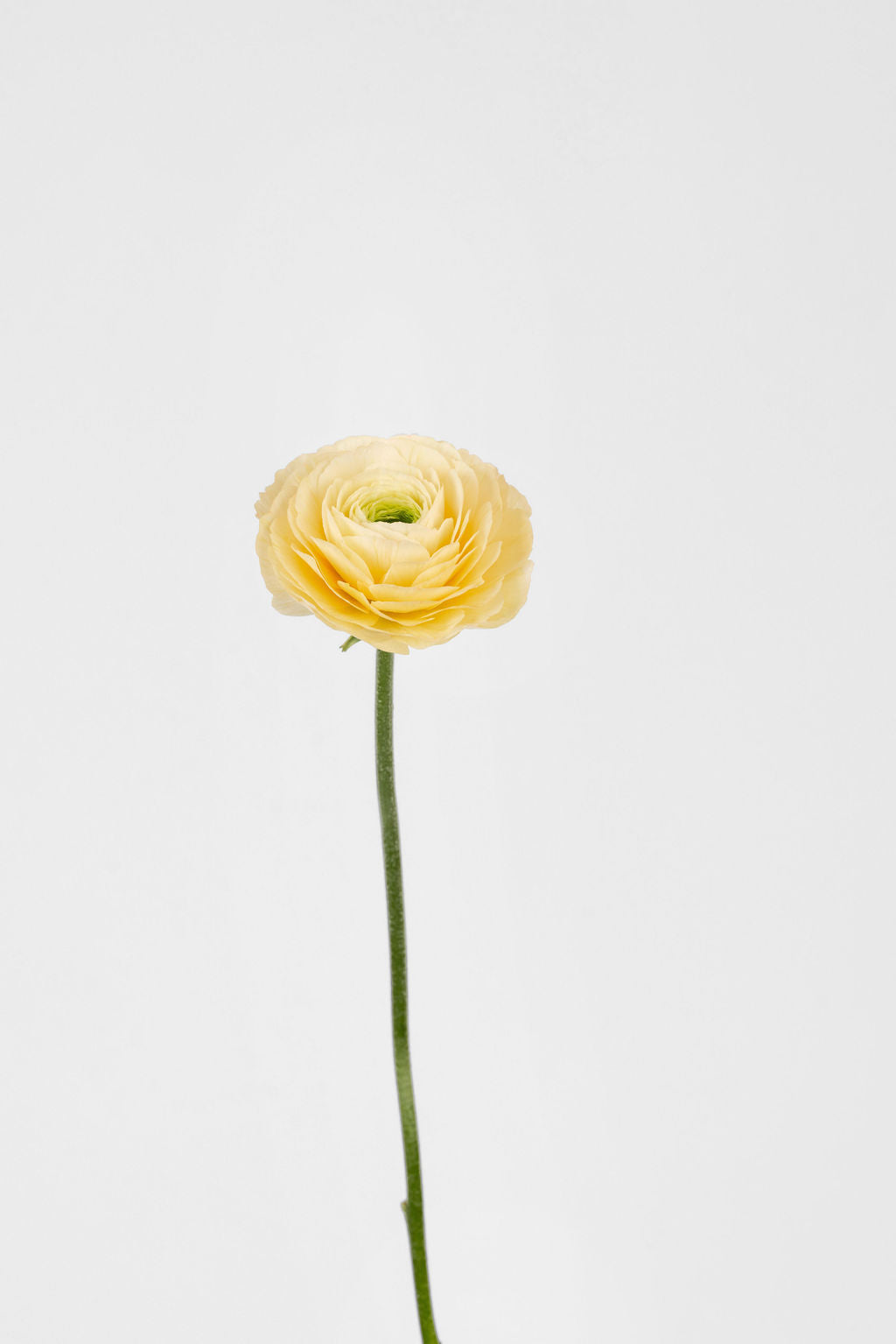 Ranunculus Salmon