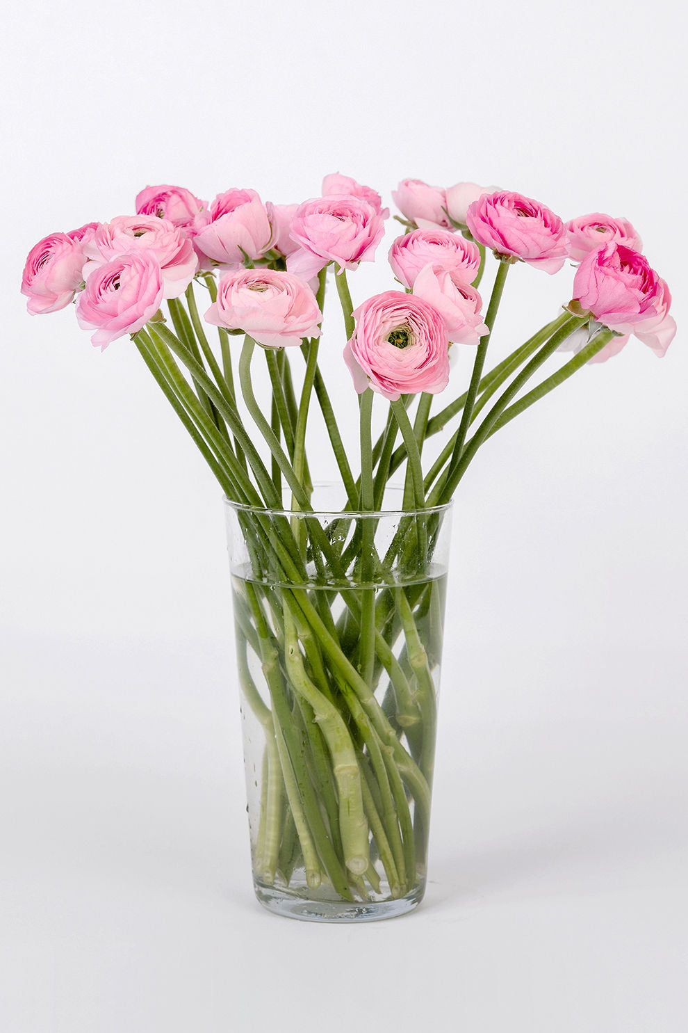 Ranunkeln Rosa