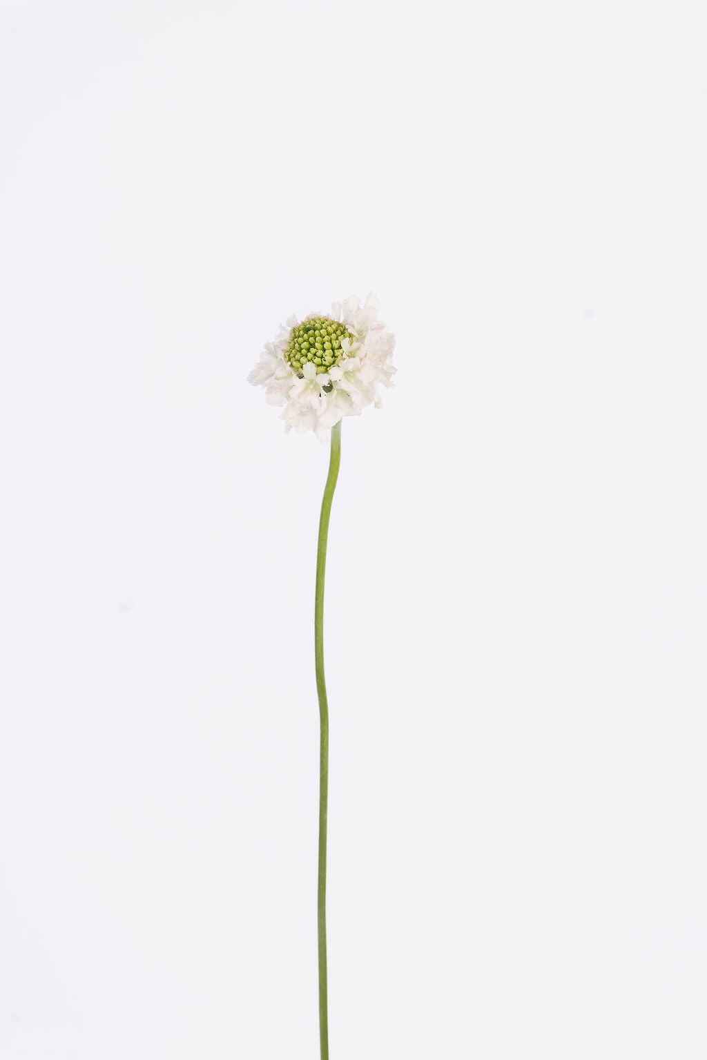Scabiosa Rosa