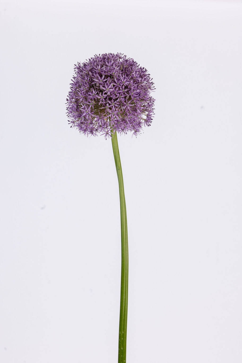 Allium