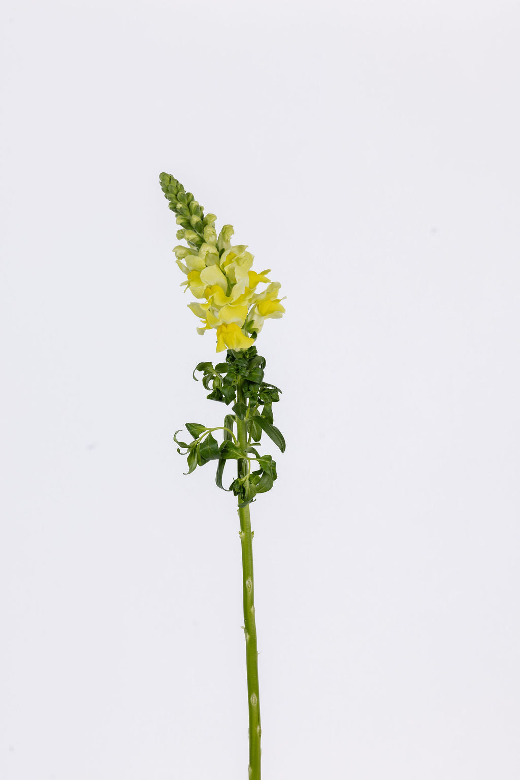 Löwenmäulchen Gelb