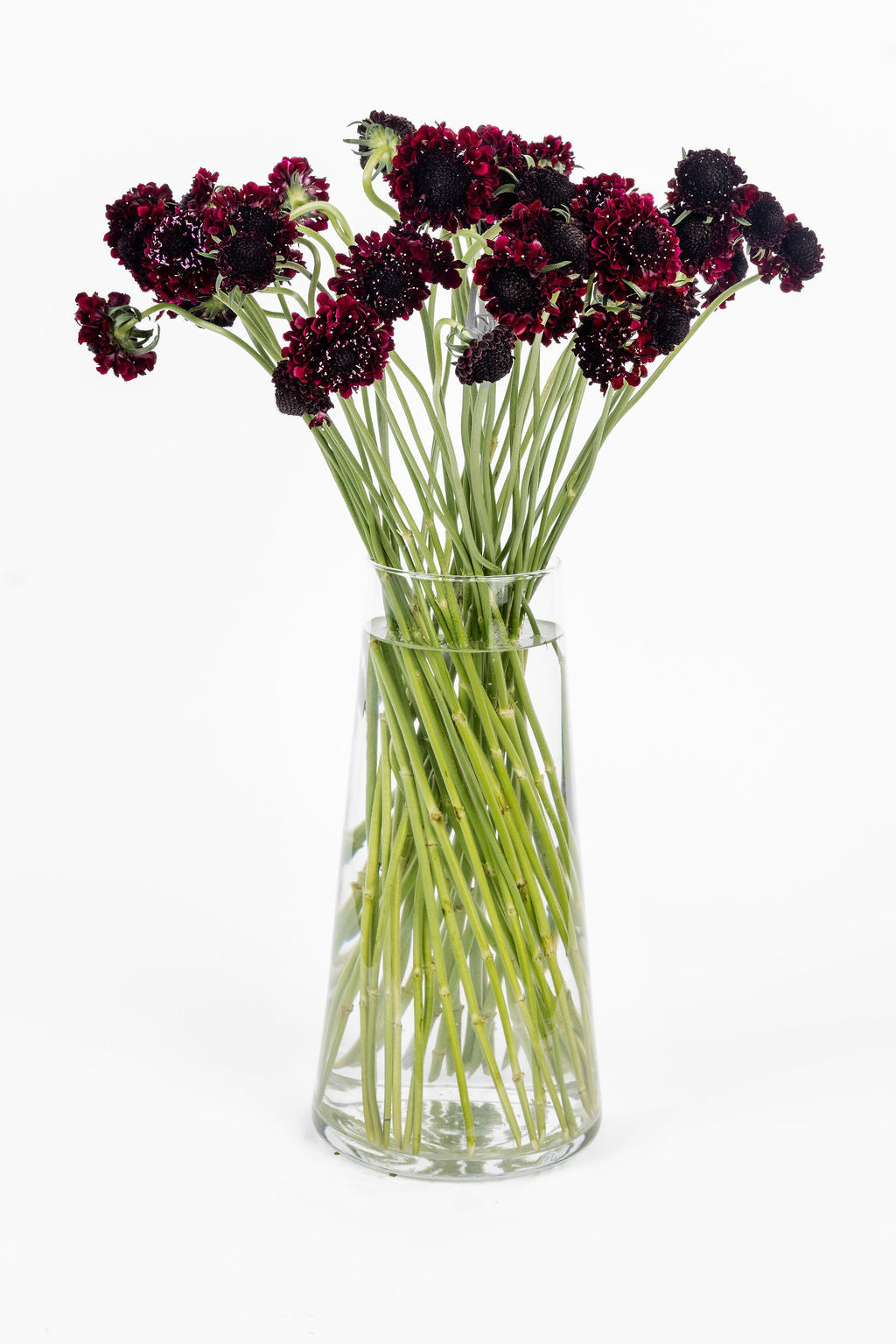 Scabiosa Bordeaux (Witwenblume) mit samtigen weinroten Blüten auf elegantem Stiel