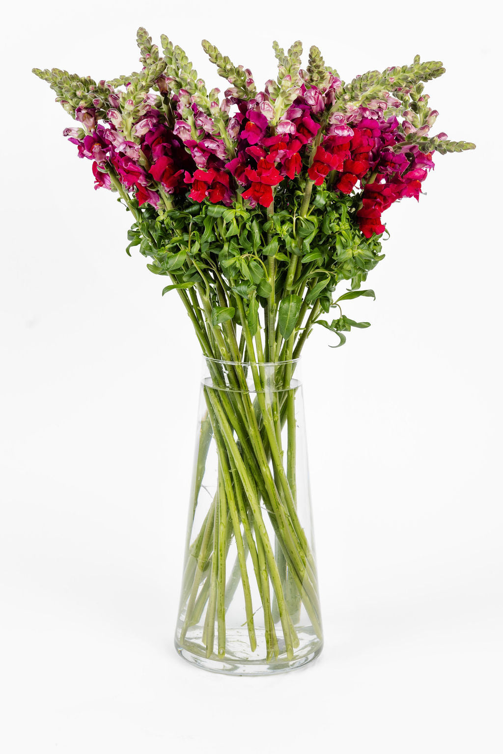 Löwenmäulchen Bordeaux