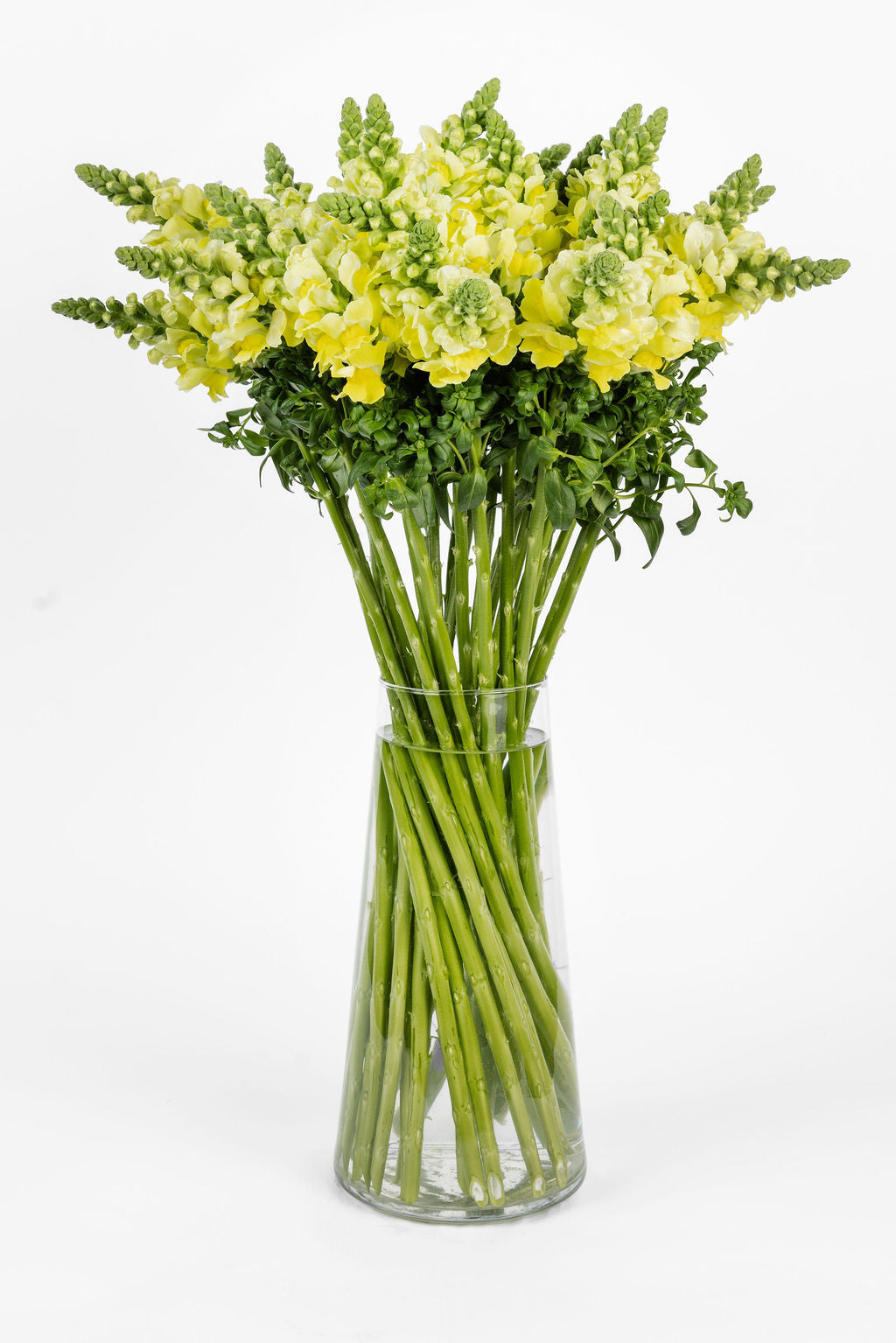 Löwenmäulchen Gelb