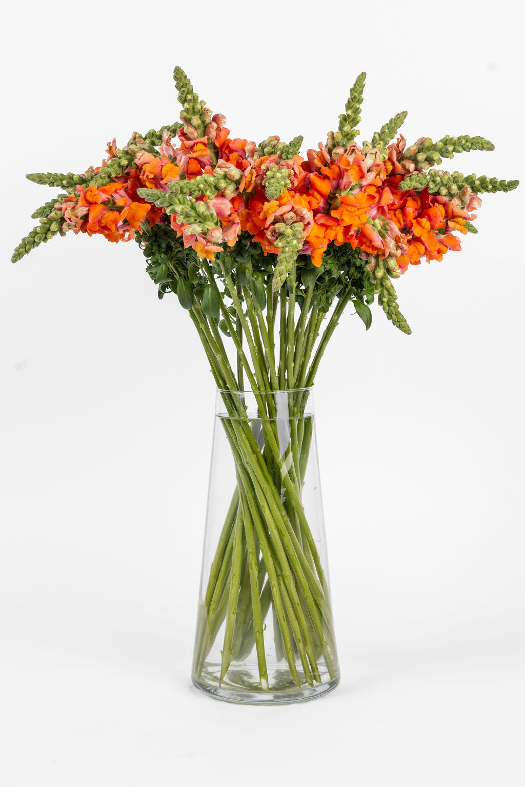 Löwenmäulchen Orange