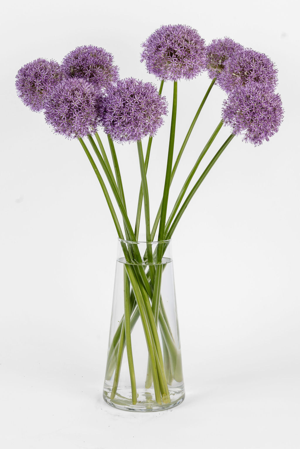 Allium