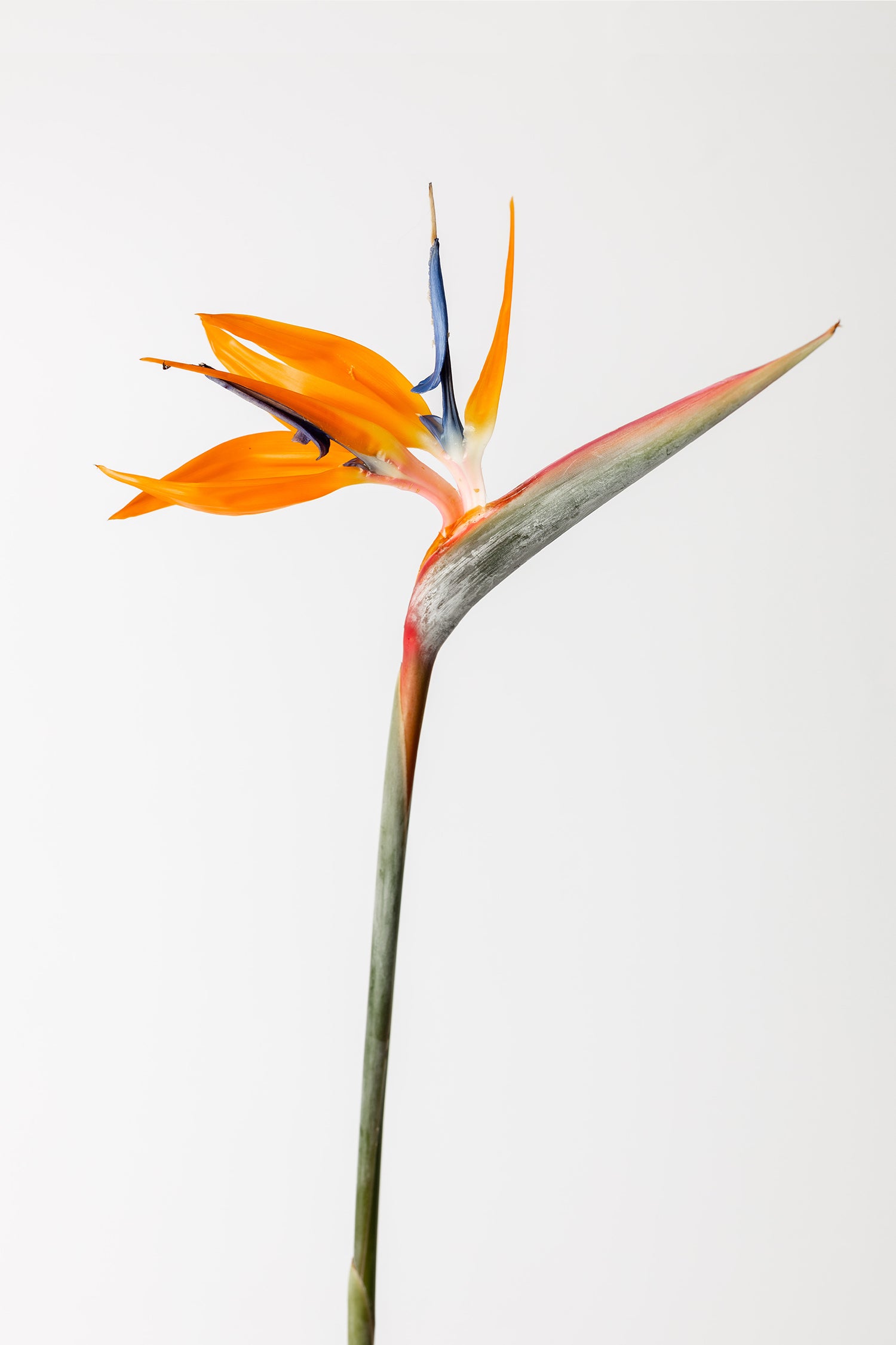 Strelitzia Orange