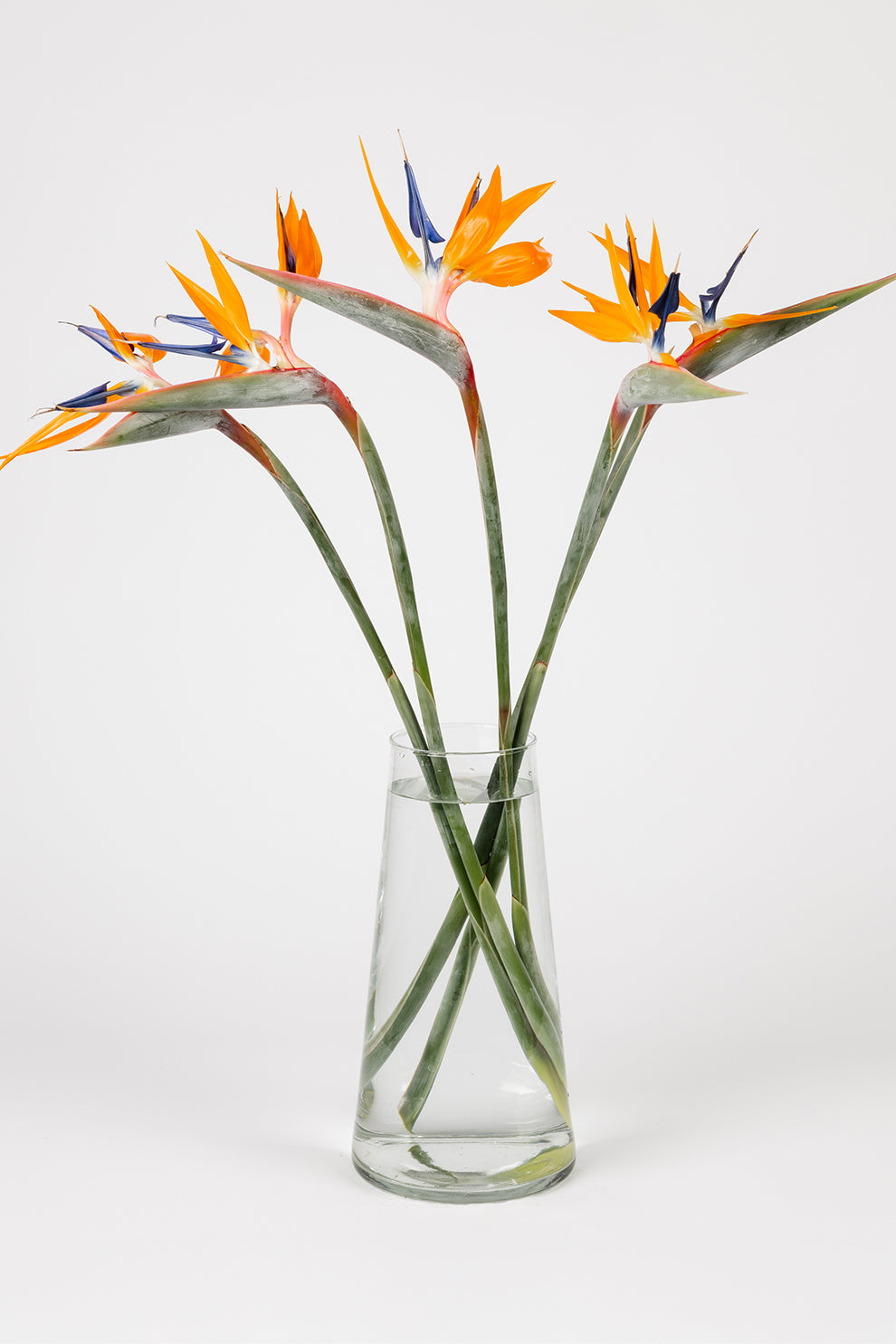 Strelitzia Orange