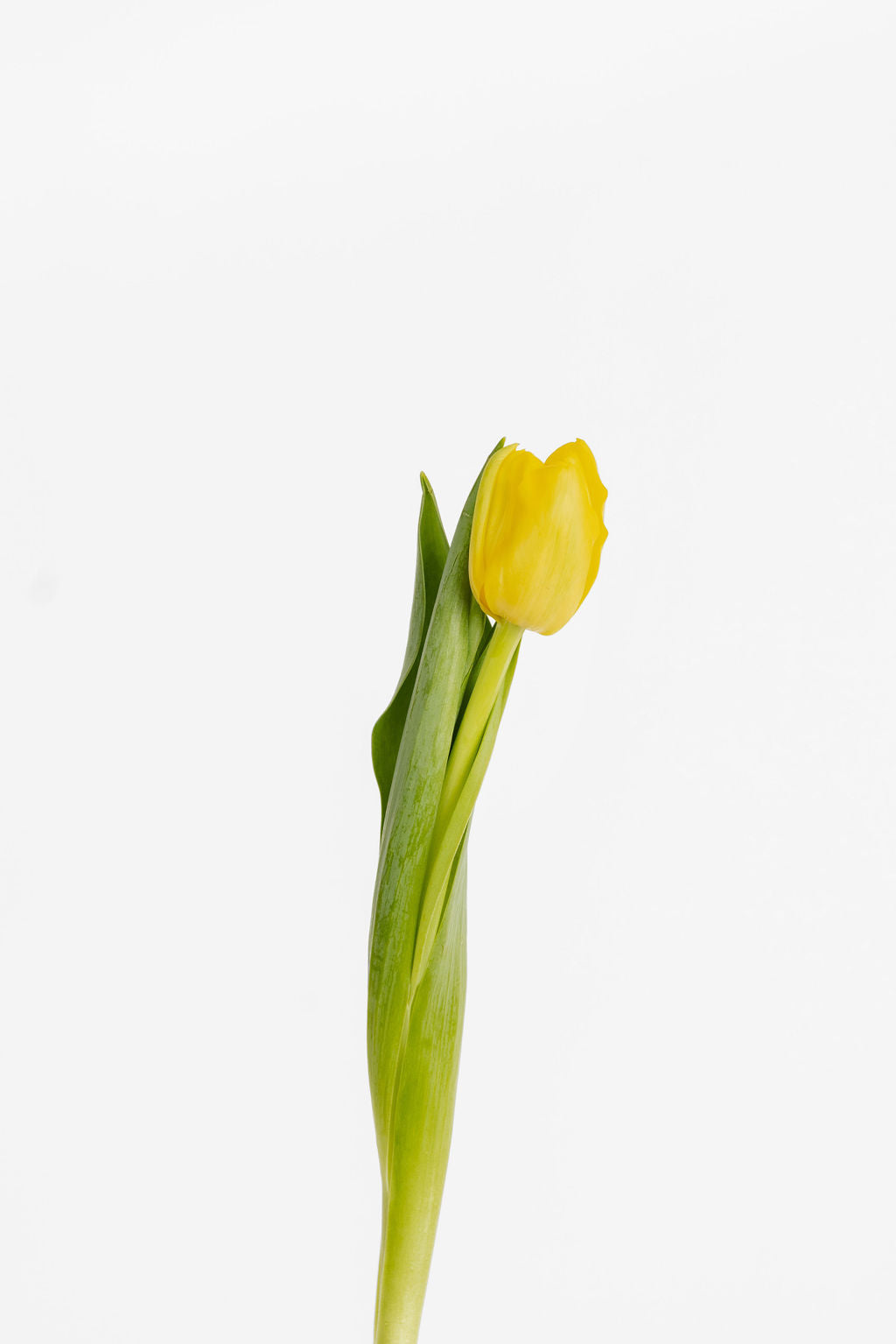 Tulpen Gelb