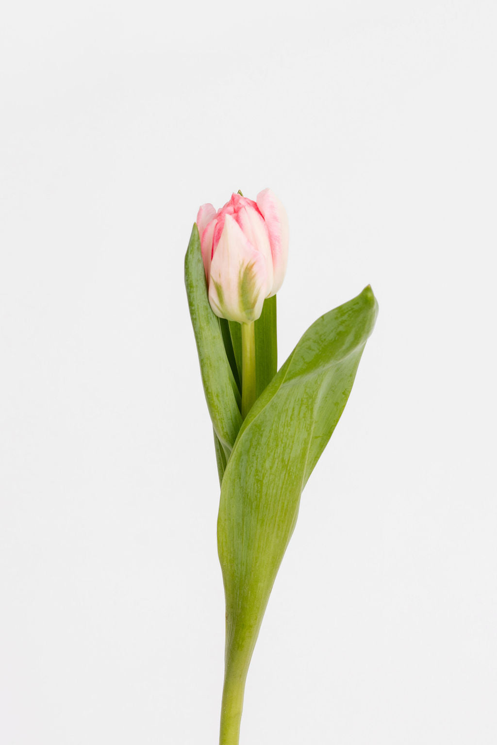 Tulpen Rosa