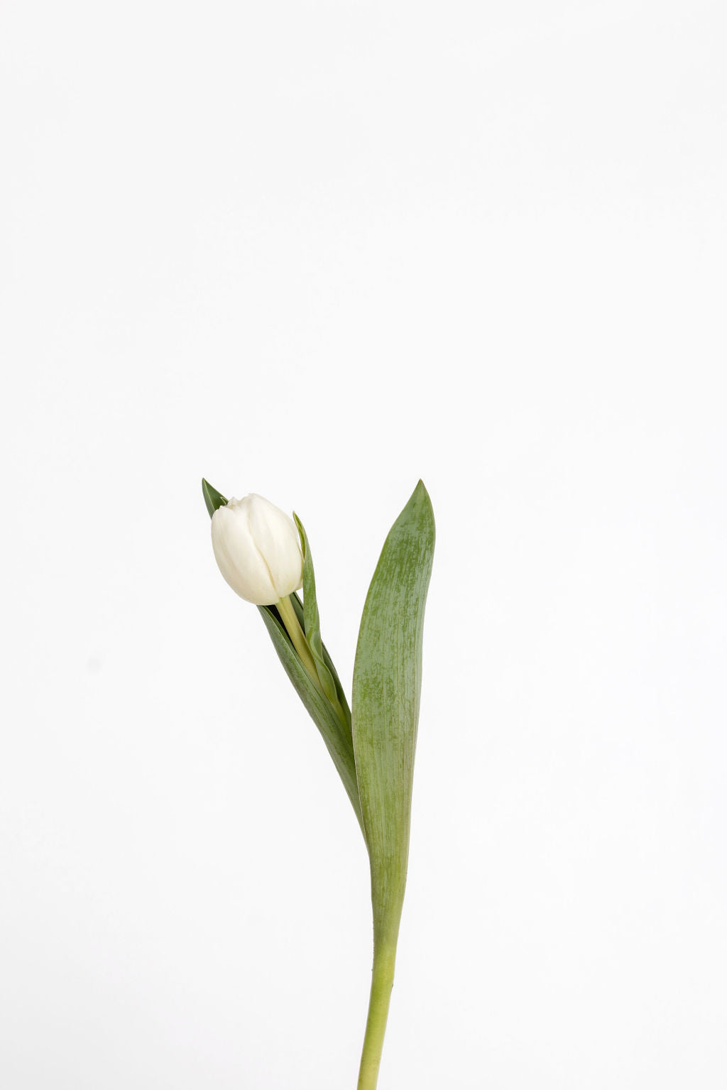 Tulpen Weiss