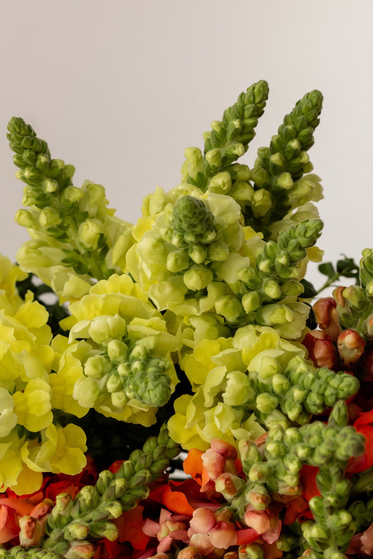 Eleganter Löwenmäulchen-Strauß in Rosa und Weiß, frisch arrangiert mit dekorativen Grünelementen