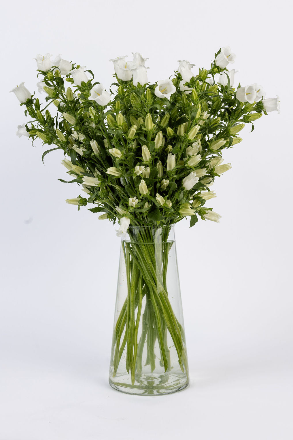 Campanules blanches