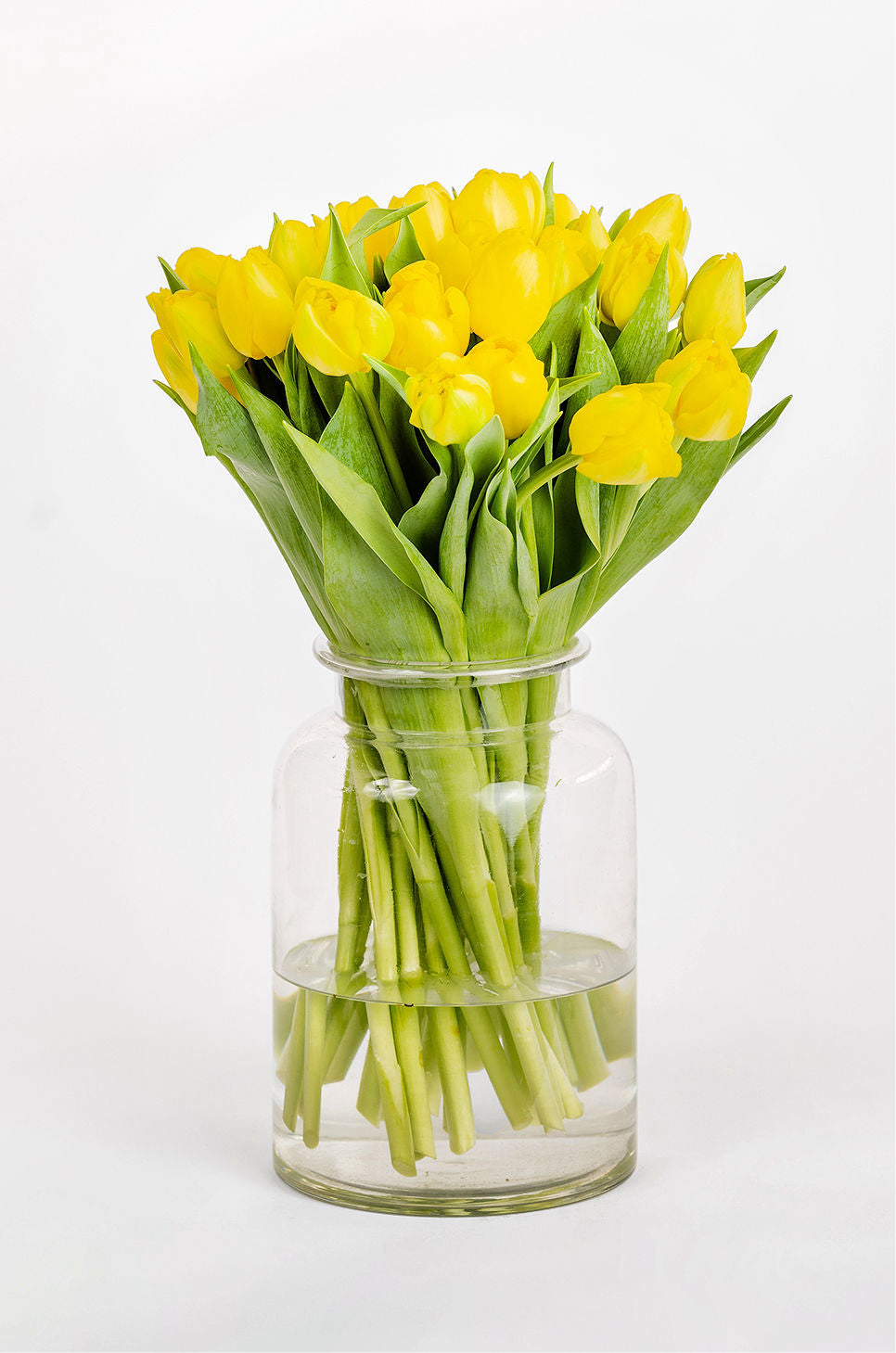 Tulpen Gelb