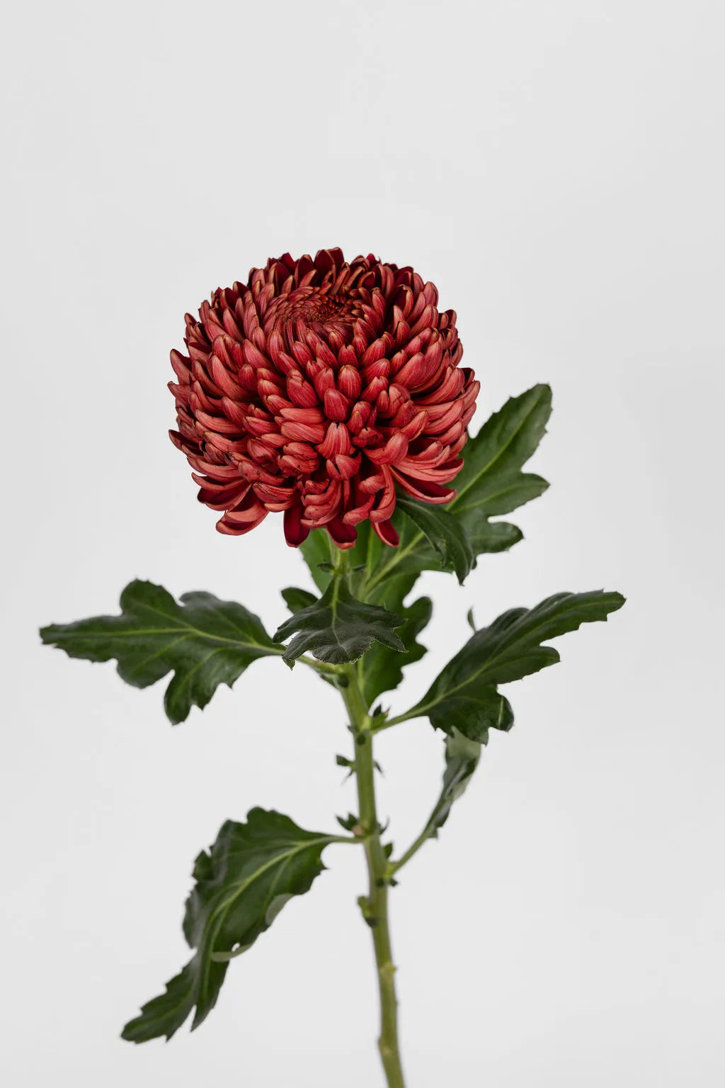 Deko Chrysanthemen Bordeaux