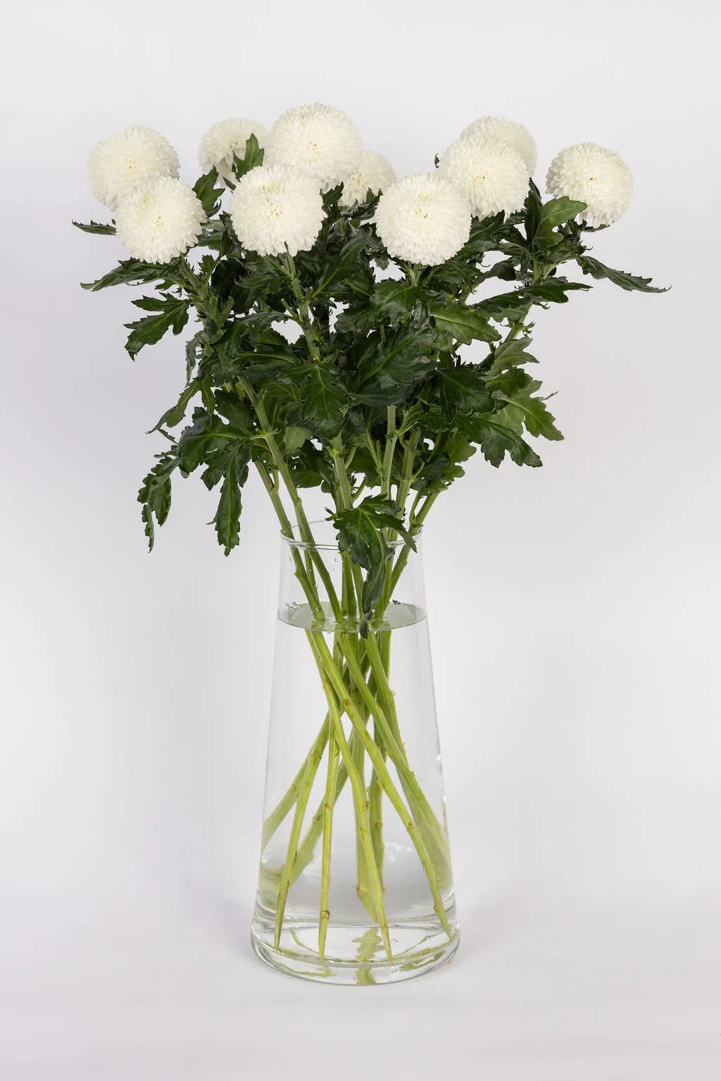 Deko Chrysanthemen Weiss