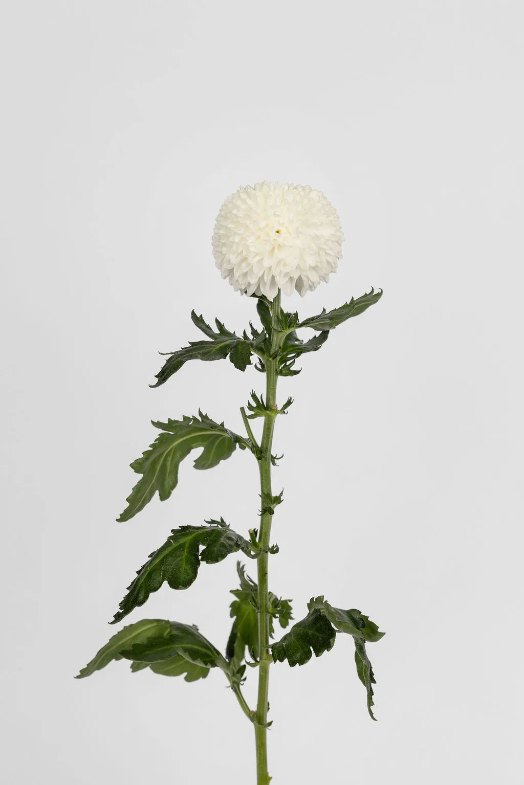 Deko Chrysanthemen Weiss