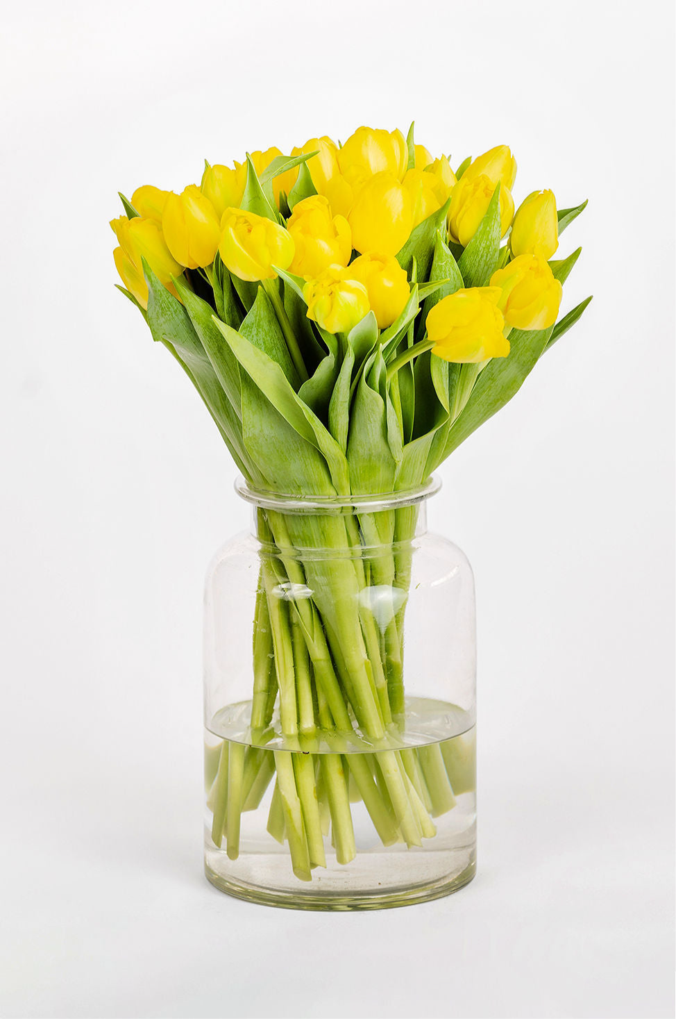 Tulpen Gelb