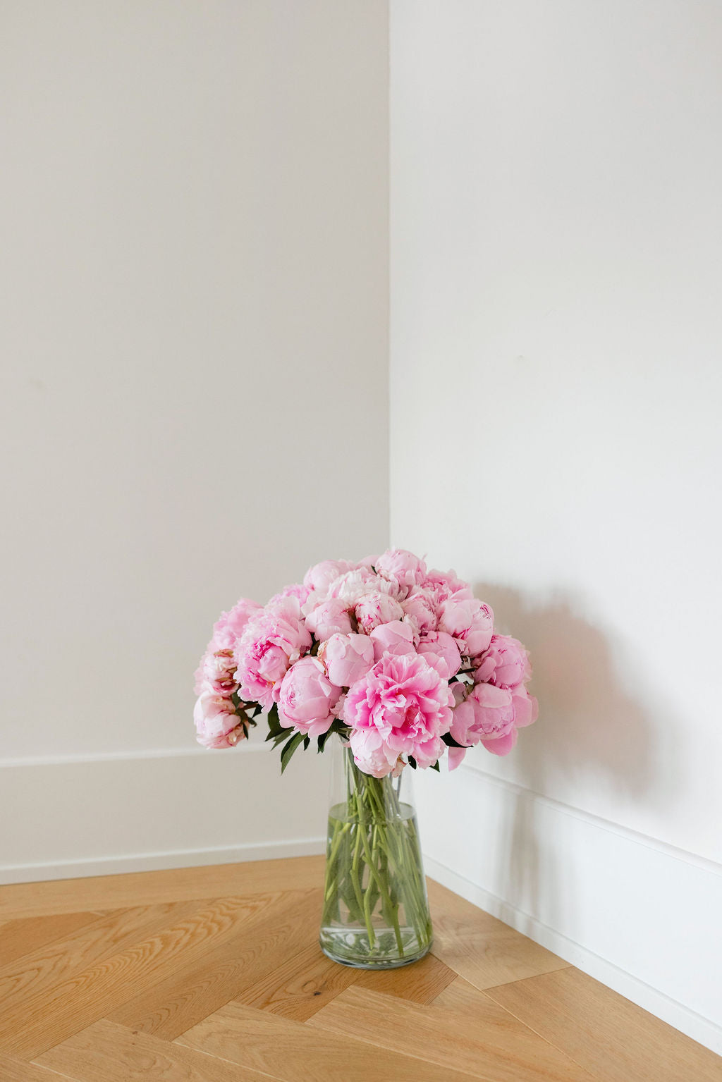 Pfingstrosen Rosa