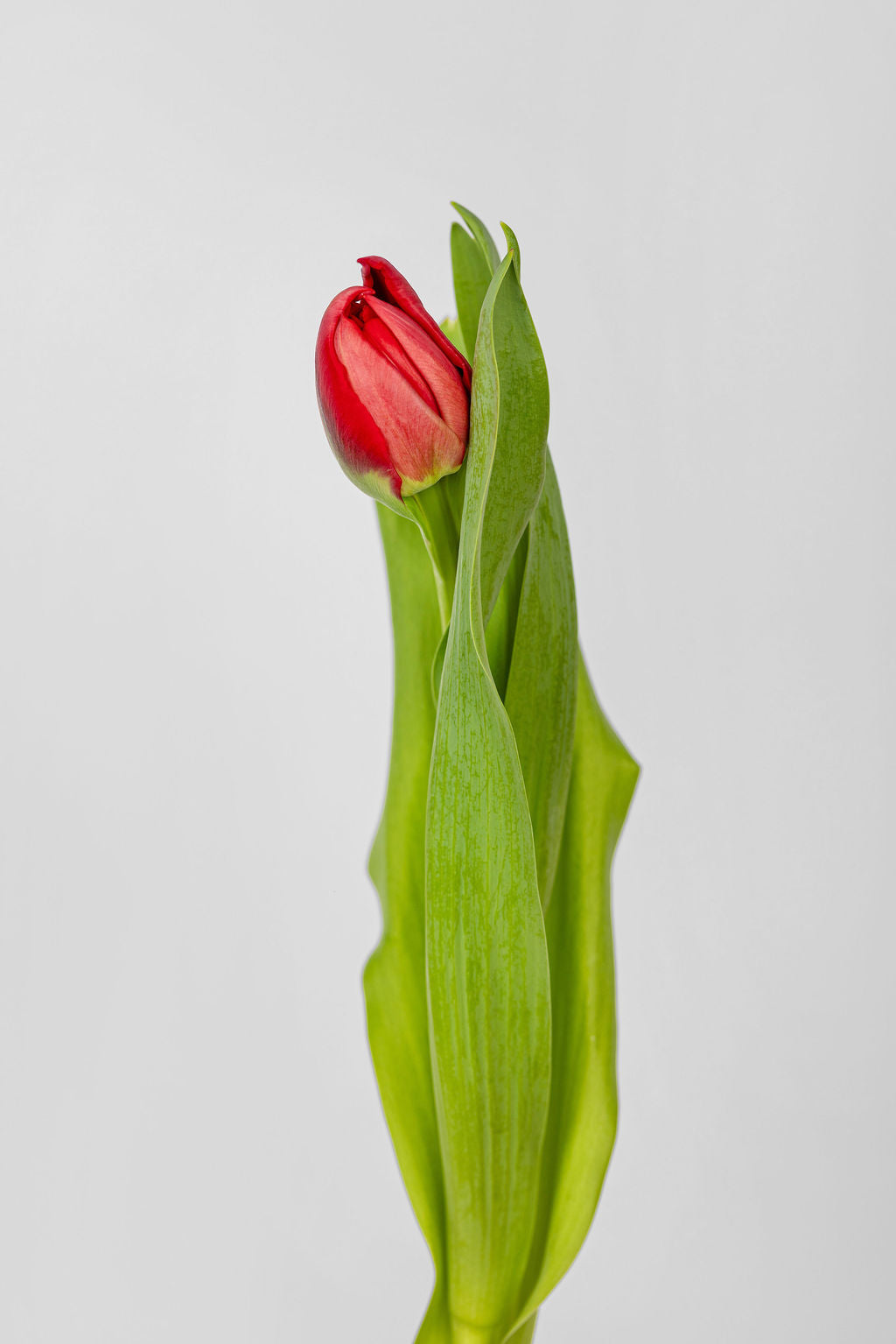 Tulpen Rot
