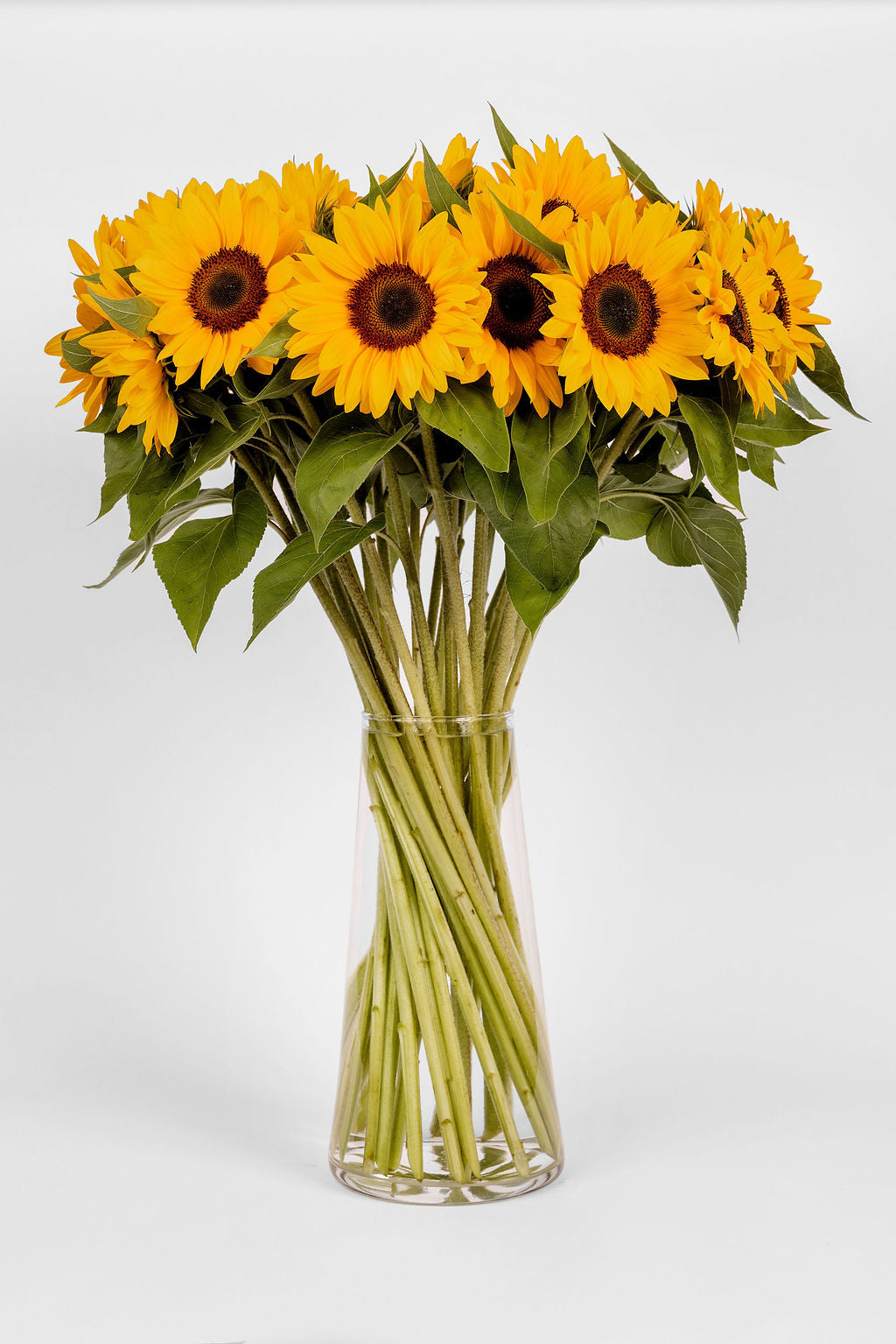 Sonnenblume