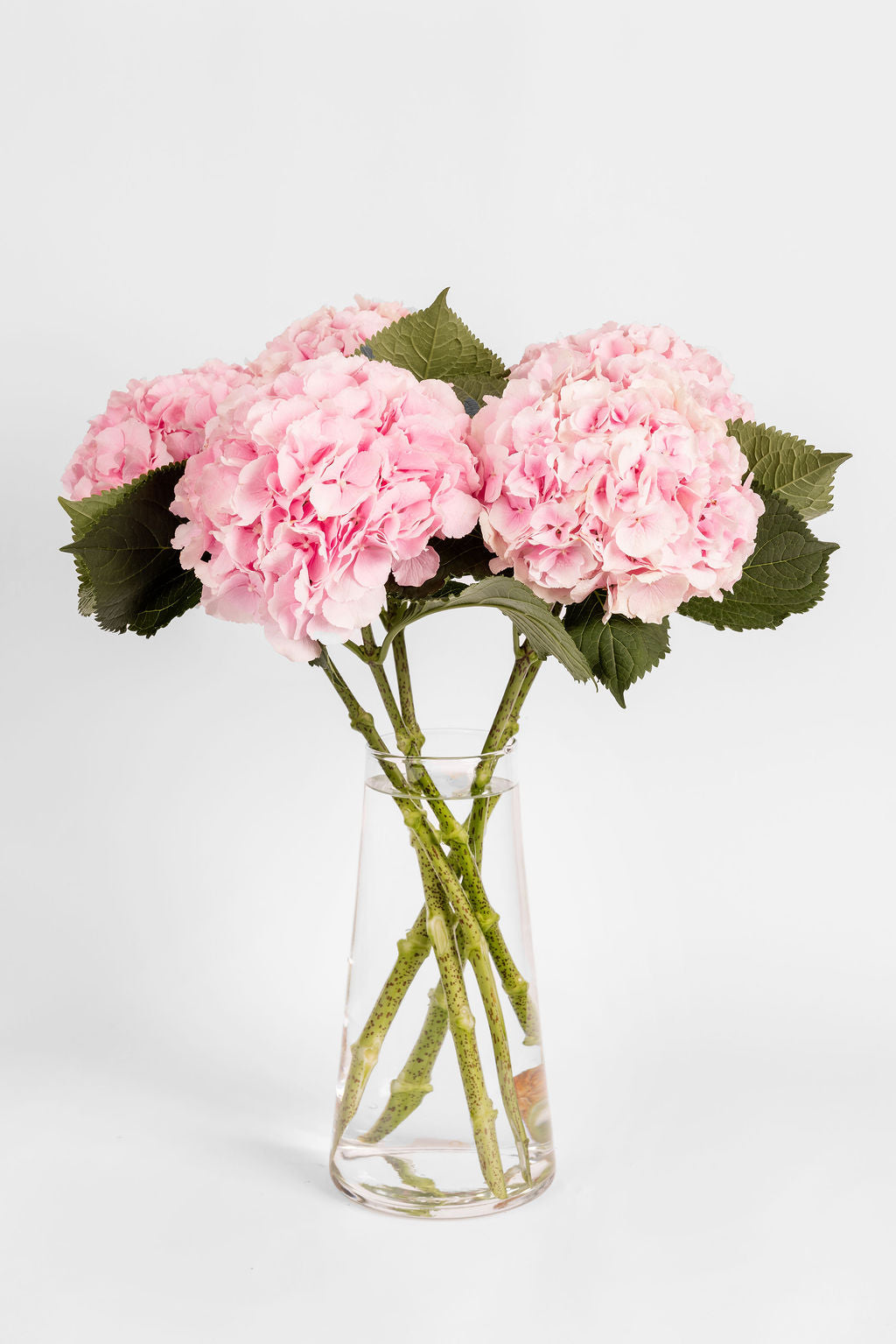 Hortensias roses
