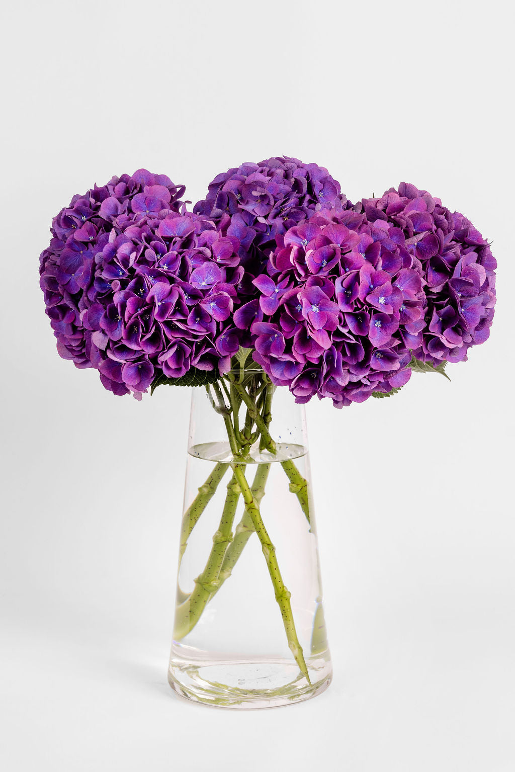 Hortensias Violet