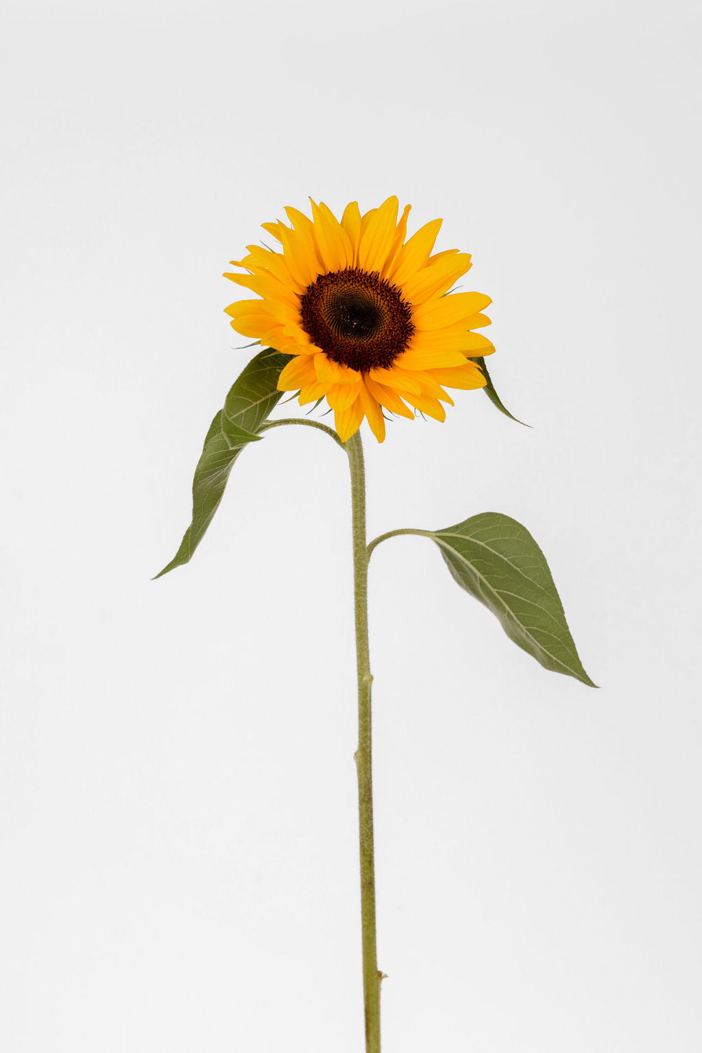 Sonnenblume