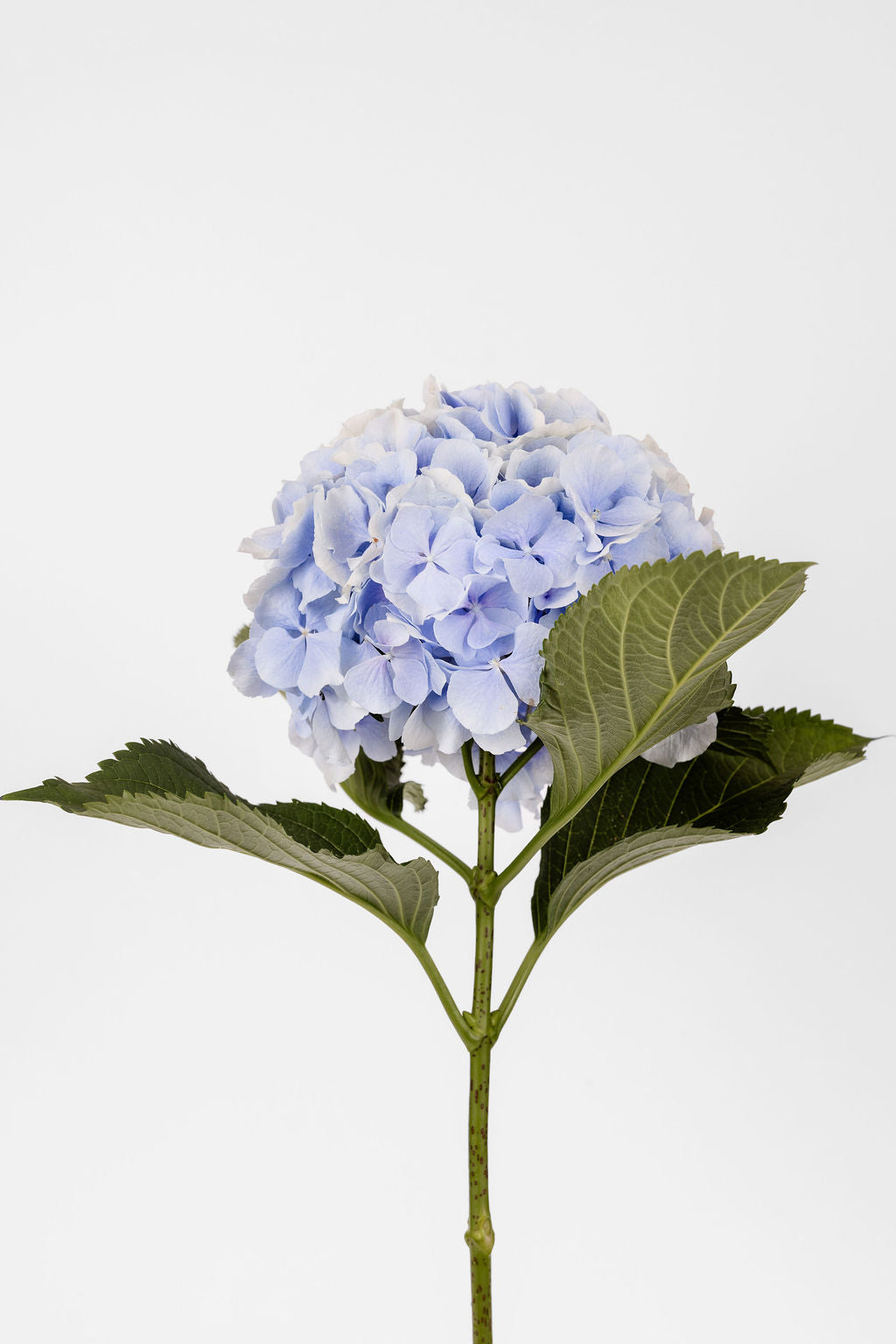Hortensias bleus