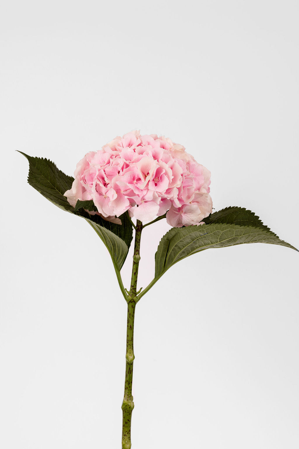 Hortensien Pink