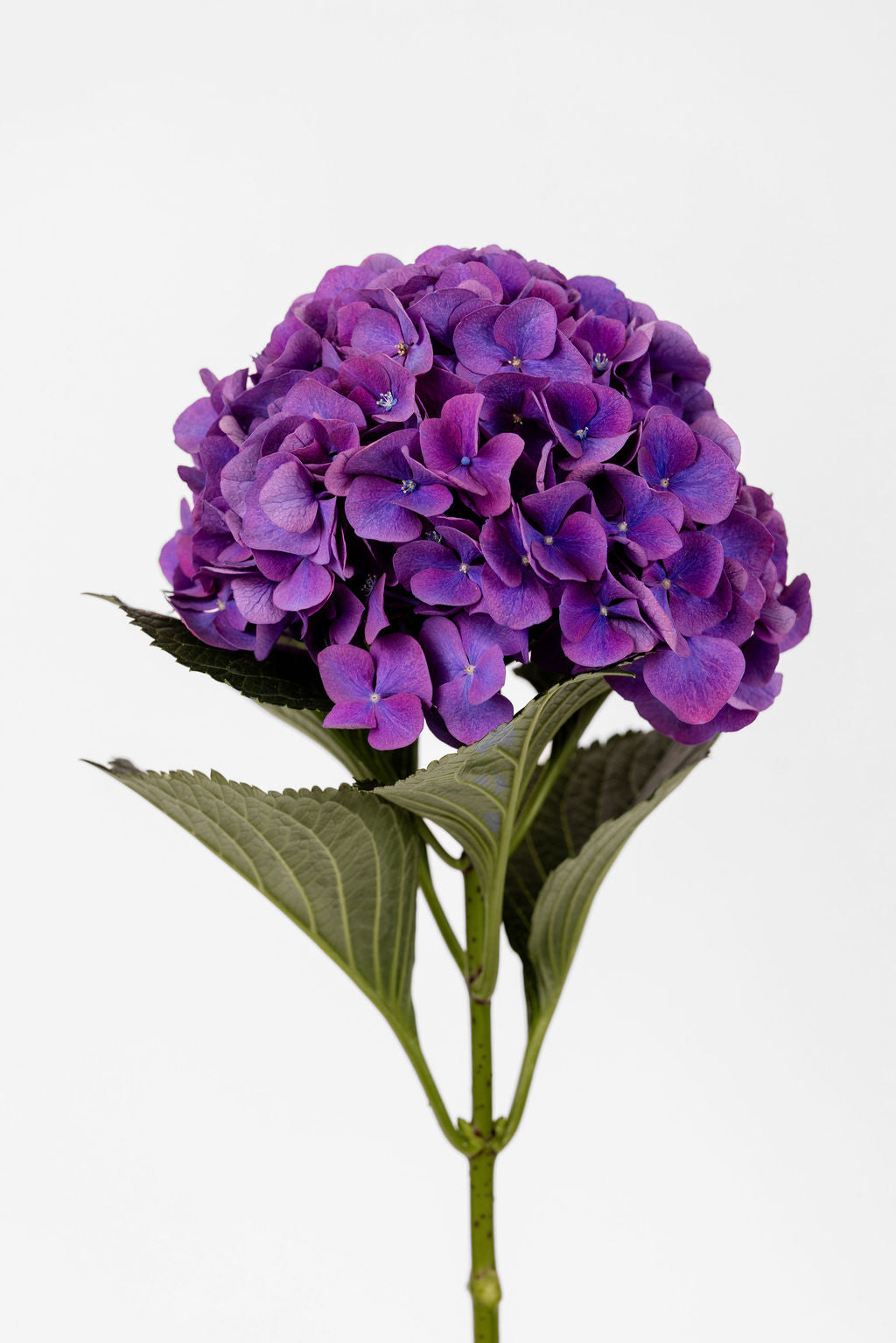 Hortensias Violet