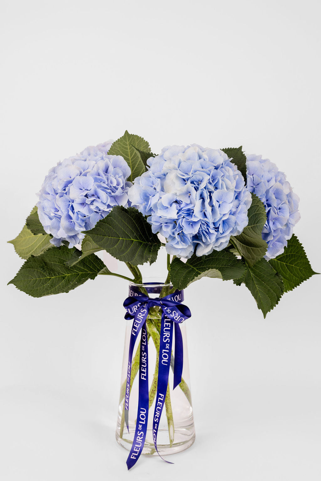 Hortensias bleus