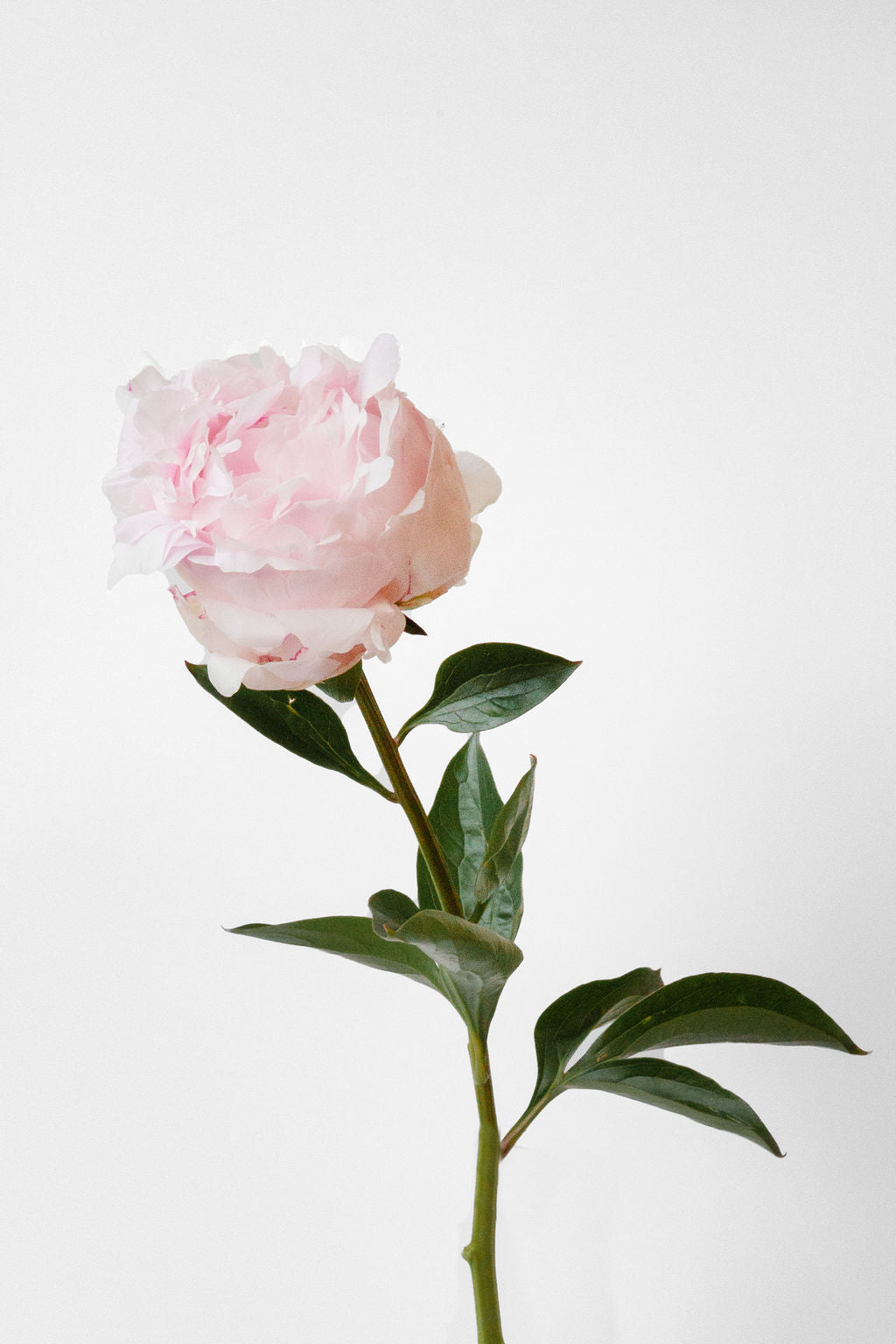 Pfingstrosen Rosa