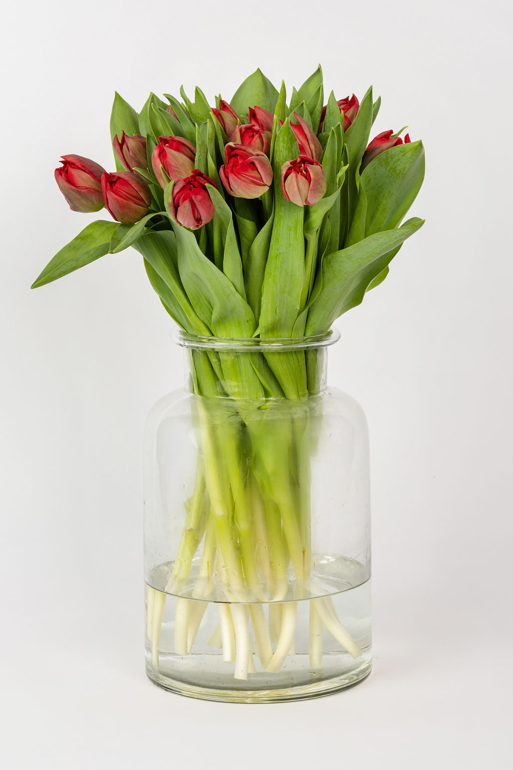 Tulpen Rot