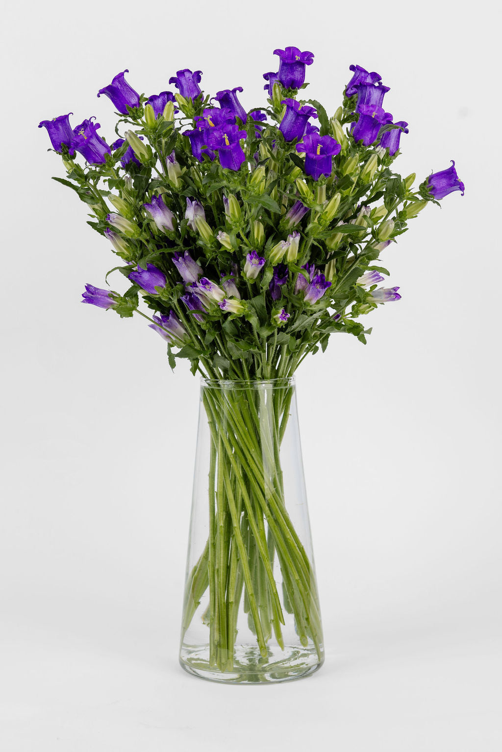 Campanula Violett