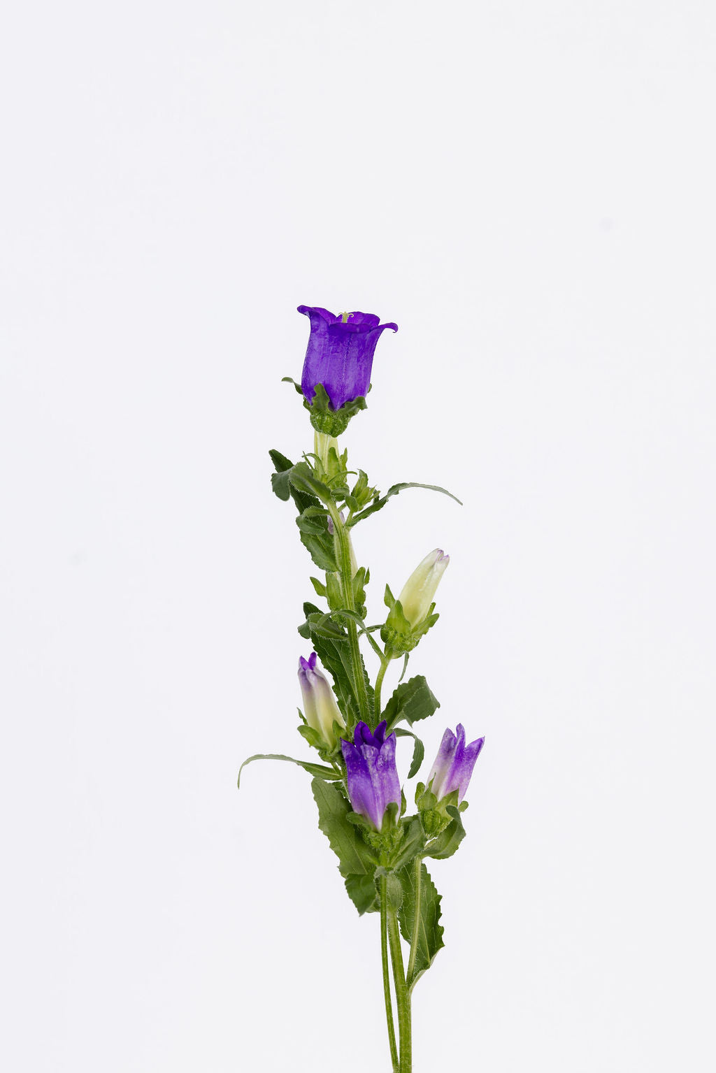 Campanula Violett