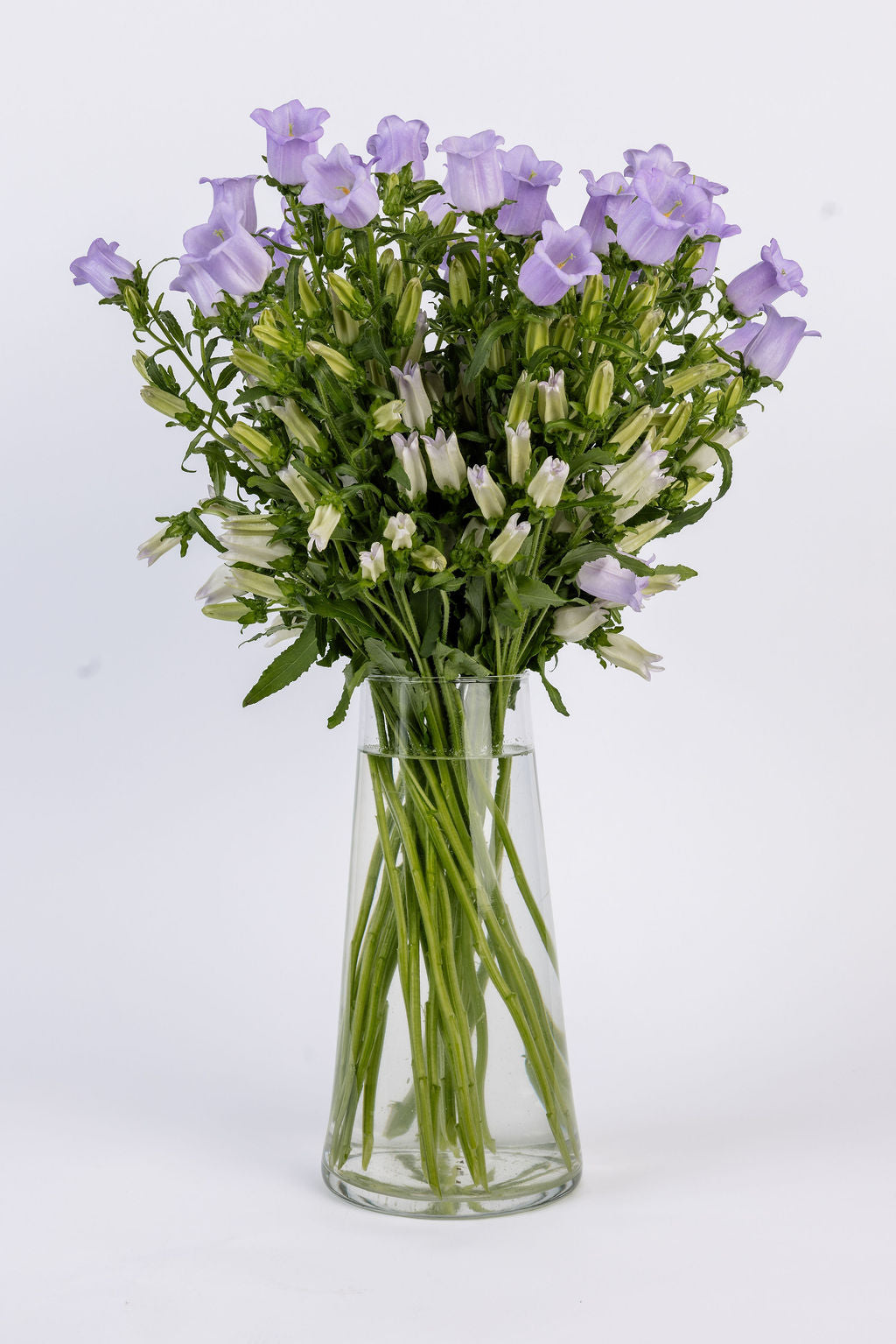 Campanula Blau